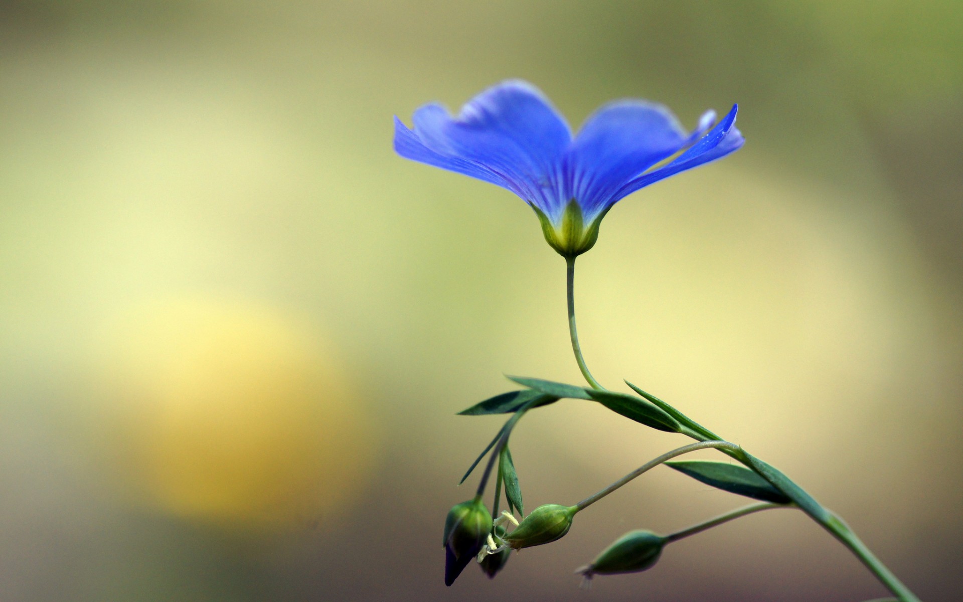 Descarga gratuita de fondo de pantalla para móvil de Flores, Flor, Tierra/naturaleza.