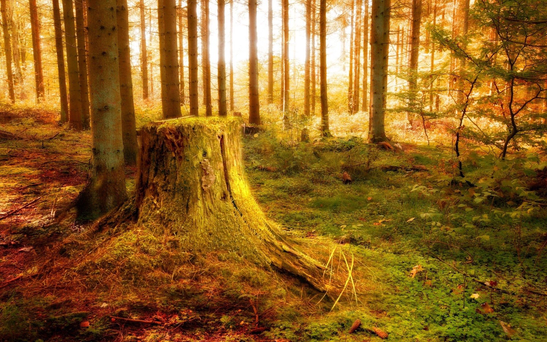 Téléchargez gratuitement l'image Arbres, Briller, Forêt, Souche, Nature, Lumière, Végétation sur le bureau de votre PC