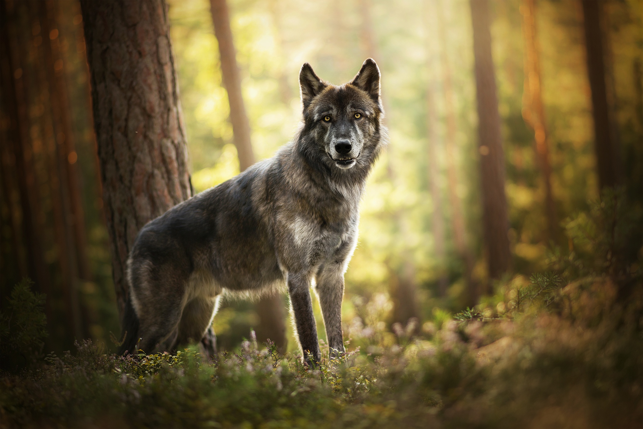 Descarga gratuita de fondo de pantalla para móvil de Animales, Lobo, Profundidad De Campo, Wolves.
