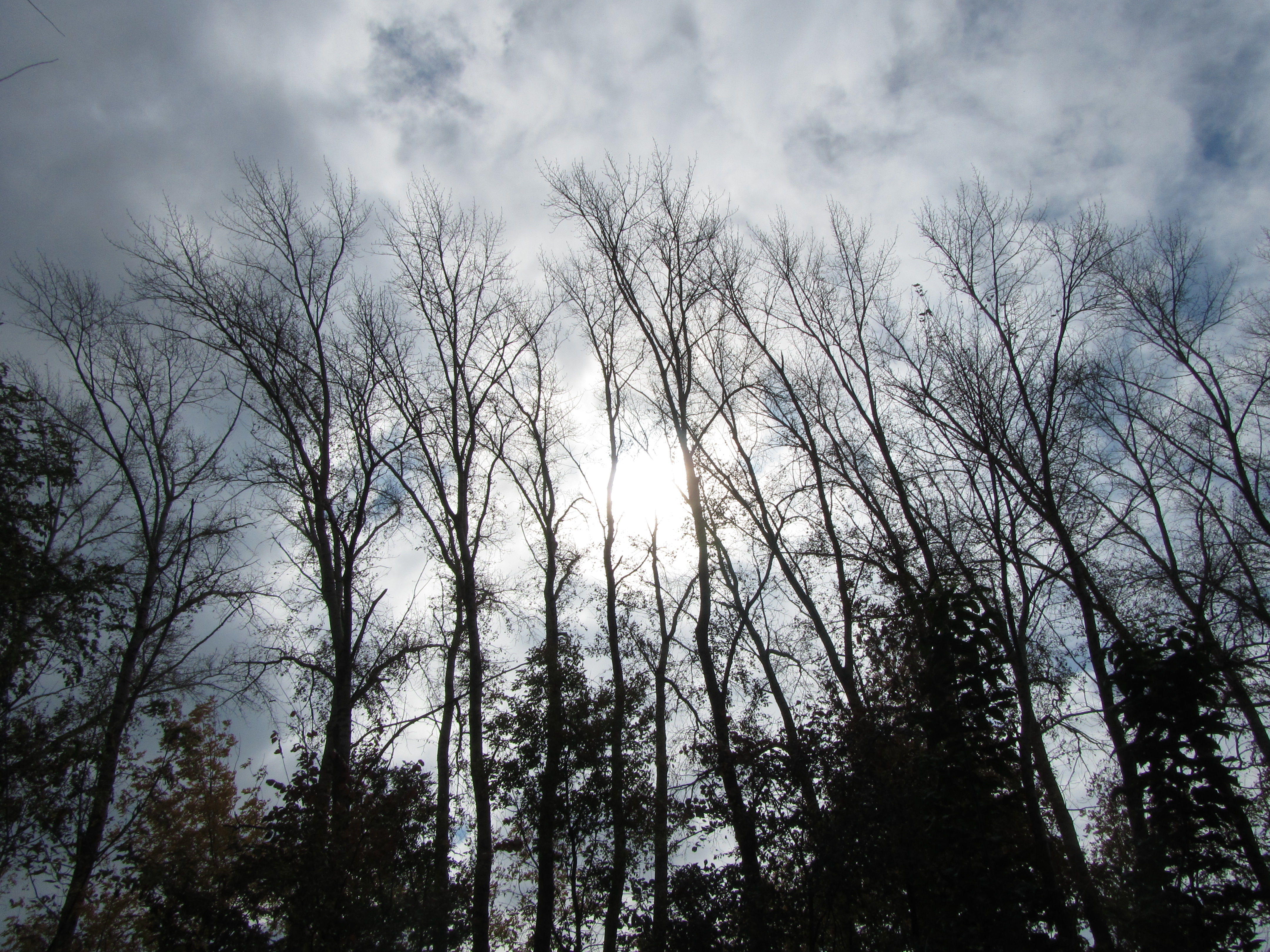 Laden Sie das Baum, Erde/natur-Bild kostenlos auf Ihren PC-Desktop herunter