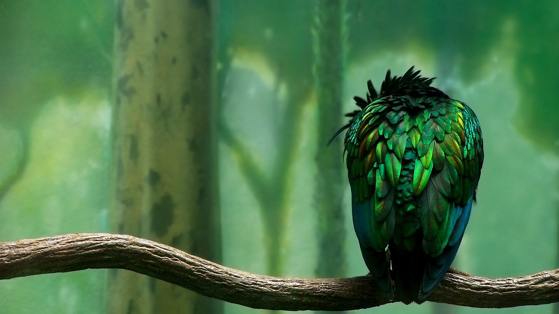 Download mobile wallpaper Feather, Bird, Animal, Parrot for free.