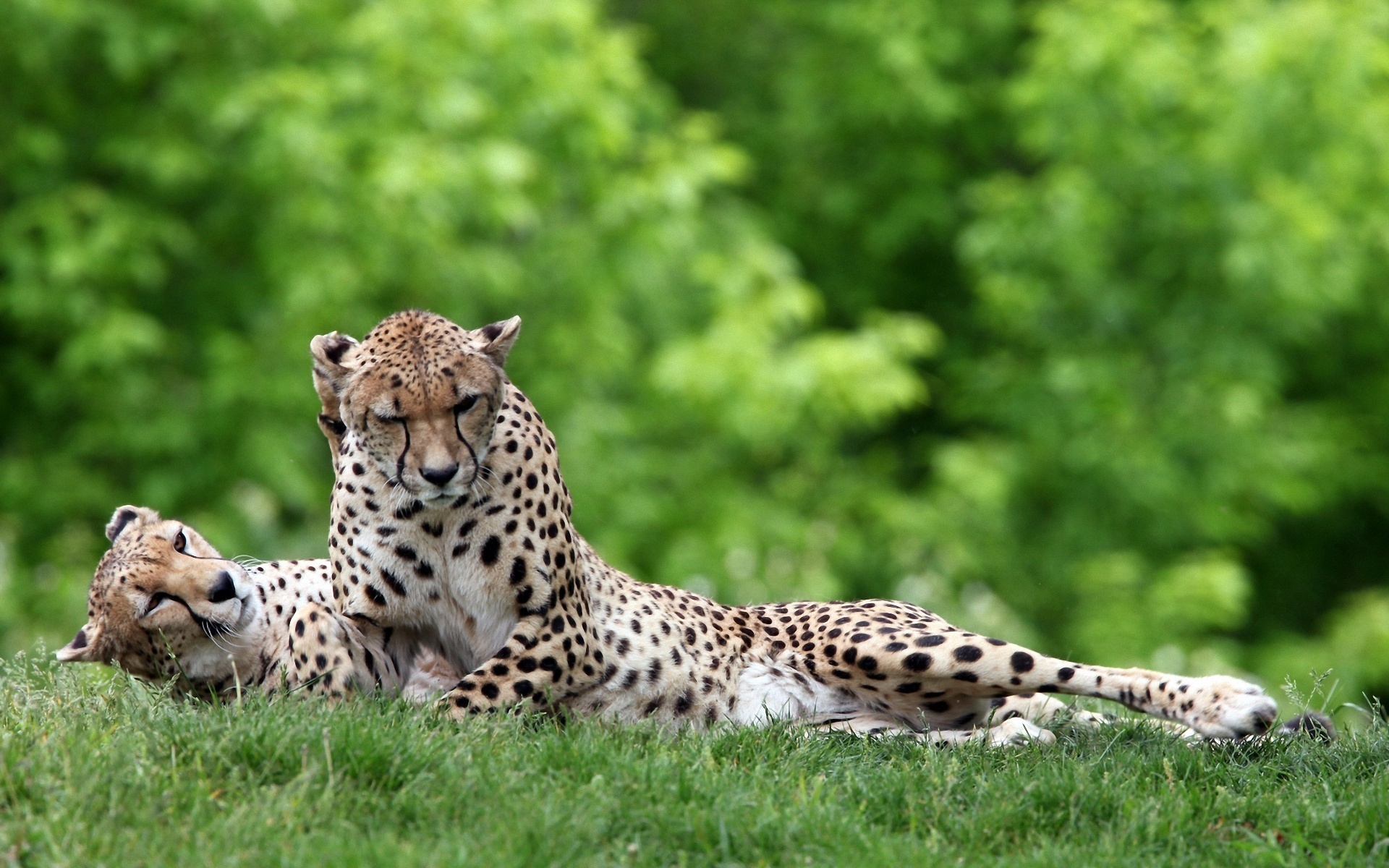 Téléchargez des papiers peints mobile Animaux, Guépard gratuitement.