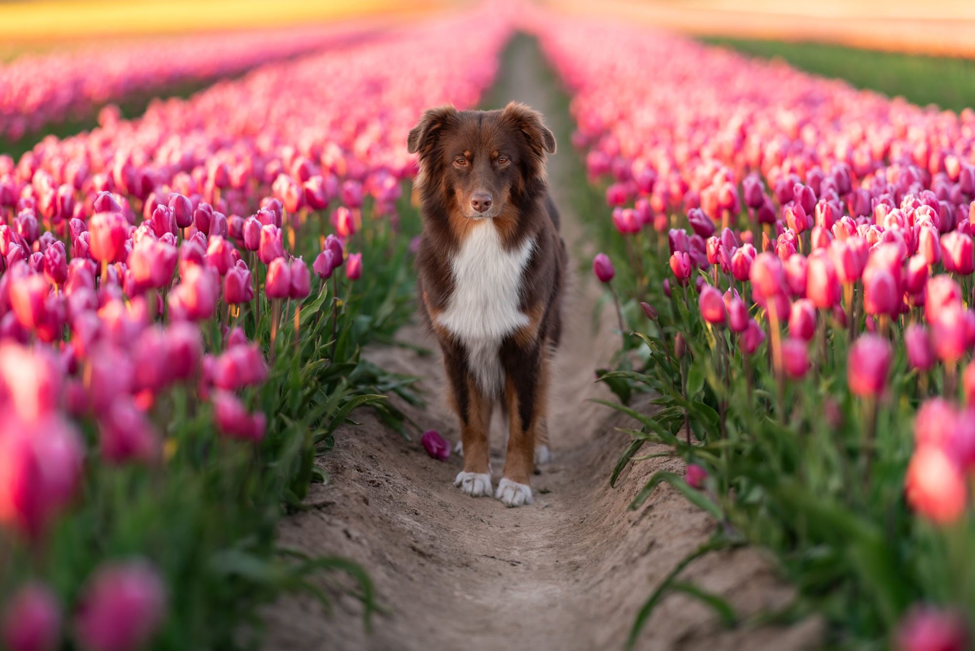 Handy-Wallpaper Tiere, Hunde, Australischer Hirte, Tulpe, Pinke Blume kostenlos herunterladen.