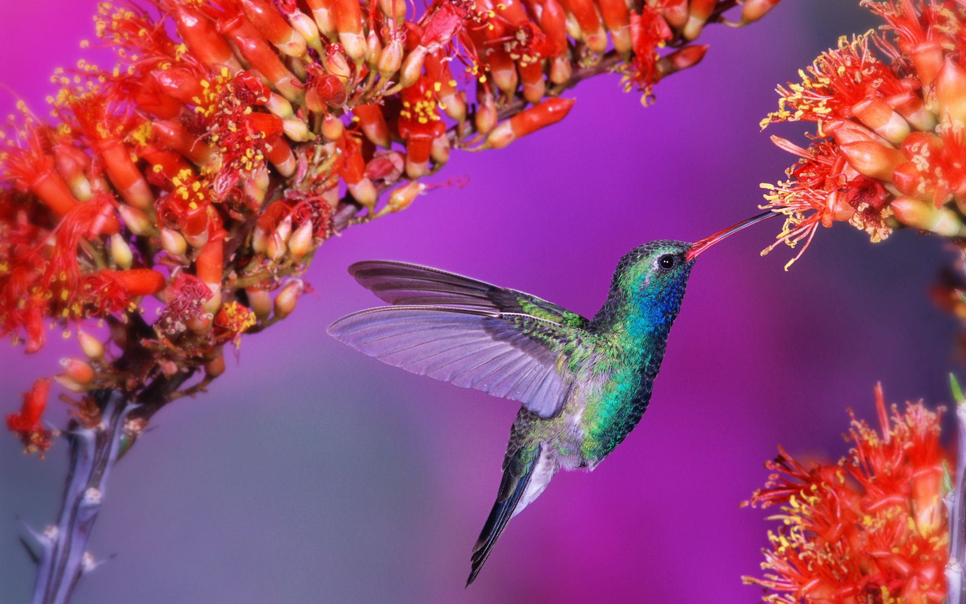 Free download wallpaper Flowers, Bird, Flight, Speed, Sweep, Animals, Humming Birds, Wings, Wave on your PC desktop