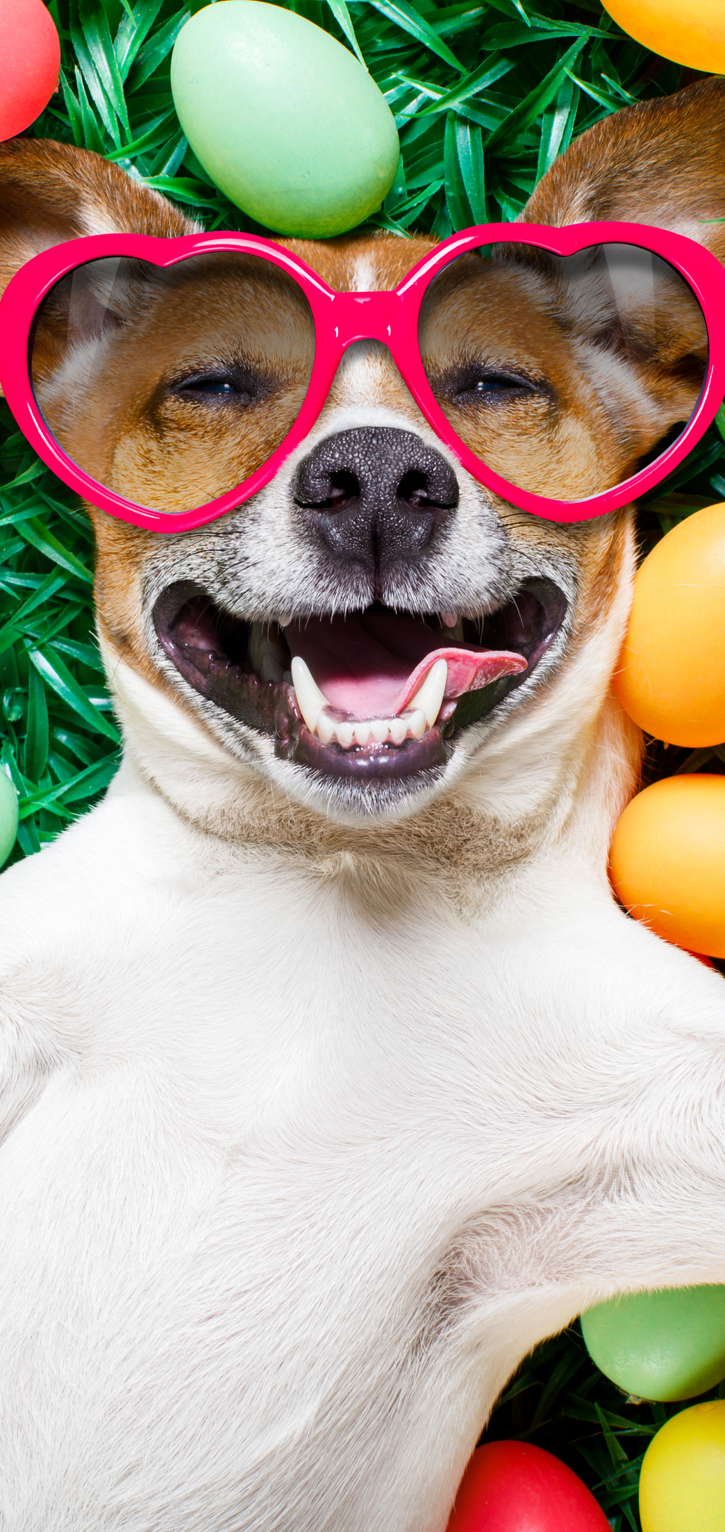 Handy-Wallpaper Humor, Hund, Lächeln, Sonnenbrille, Osterei kostenlos herunterladen.