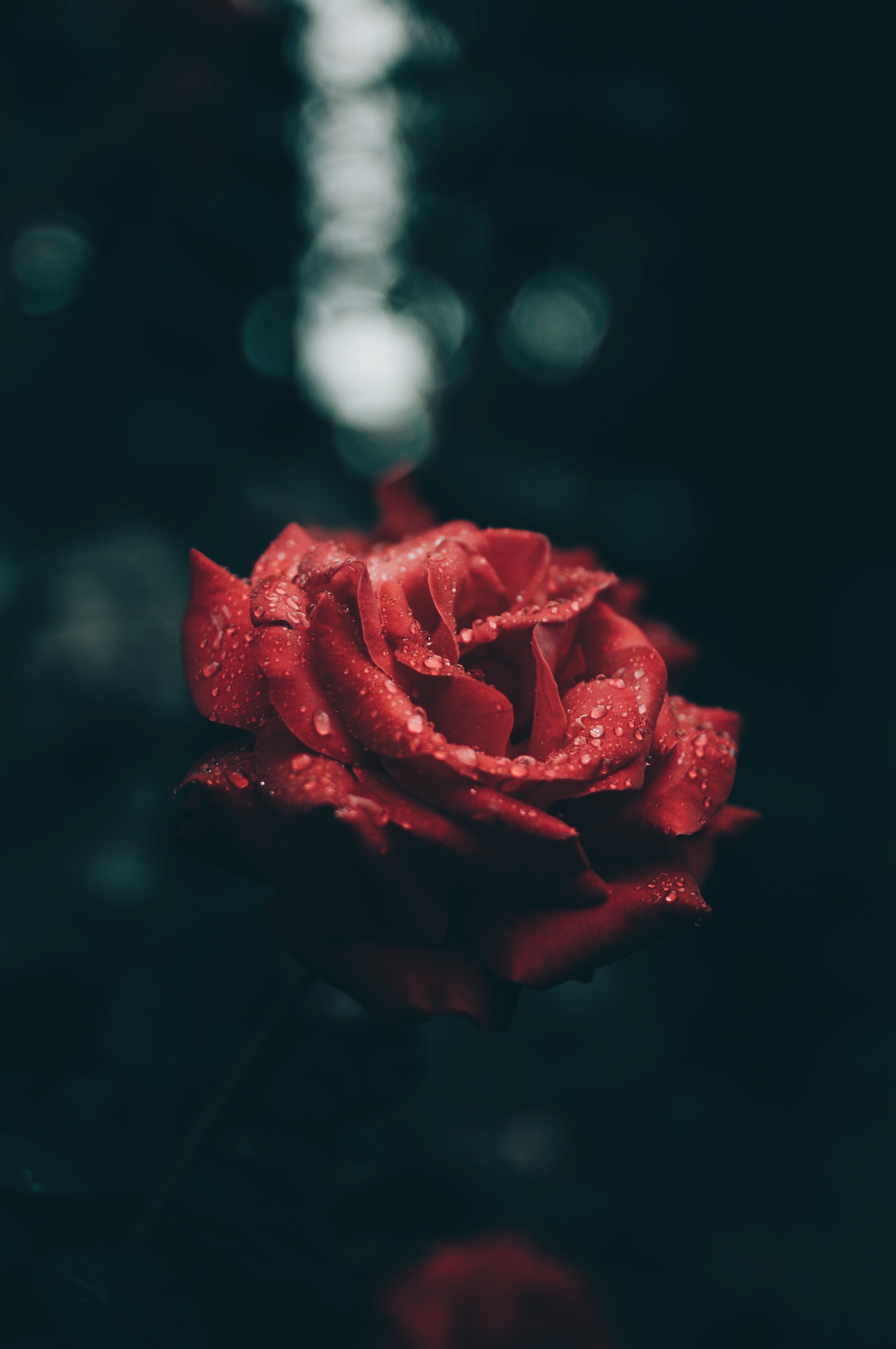 drops, rose flower, flowers, red, rose, petals, bud