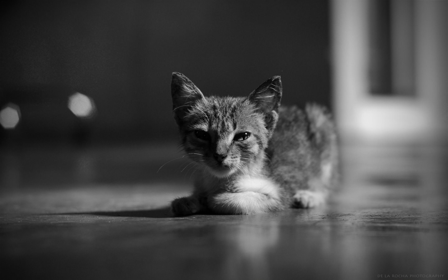 319745 Protetores de tela e papéis de parede Gatos em seu telefone. Baixe  fotos gratuitamente