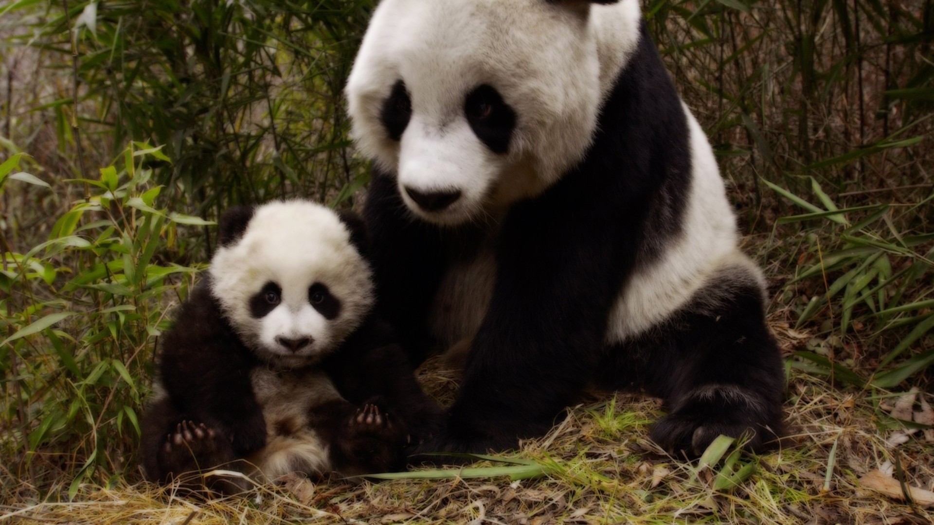 Baixar papel de parede para celular de Animais, Urso, Bambu, Panda, Fofo, Animal Bebê, Filhote gratuito.