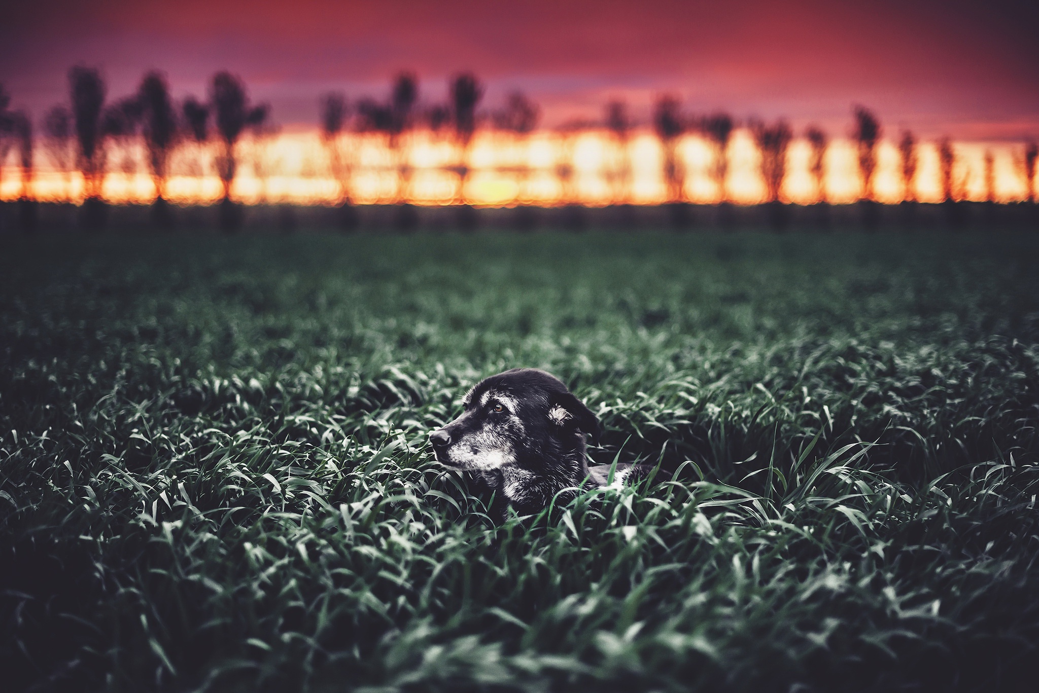 Download mobile wallpaper Dogs, Sunset, Dog, Field, Animal, Depth Of Field for free.