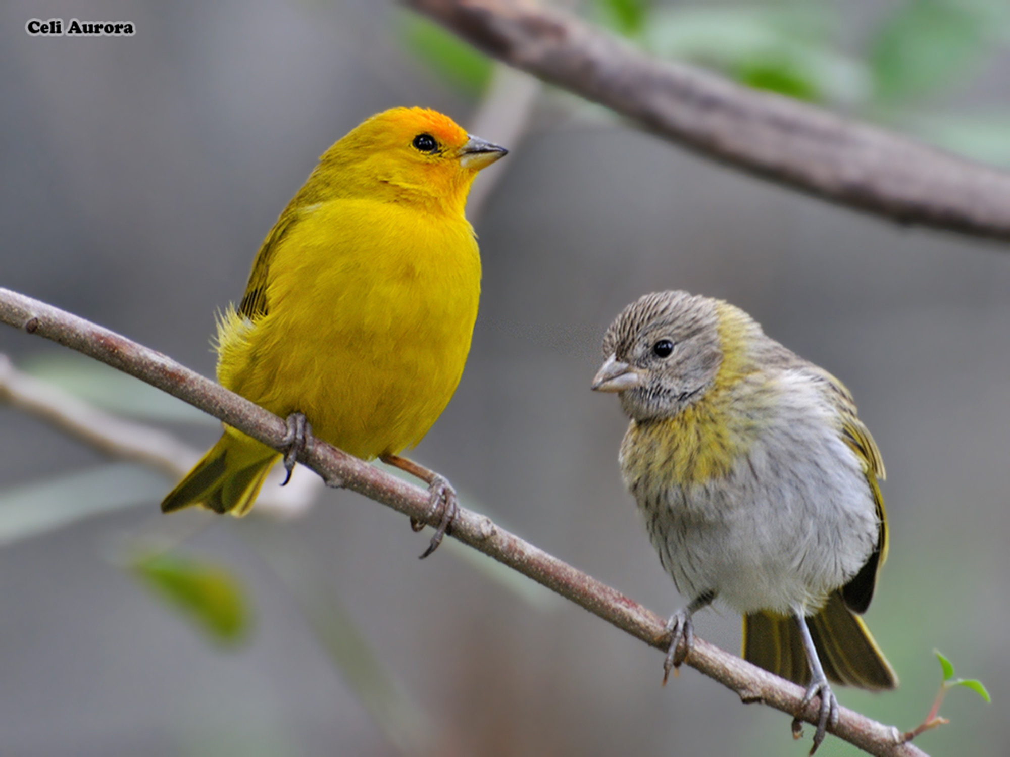 Free download wallpaper Birds, Bird, Branch, Animal on your PC desktop