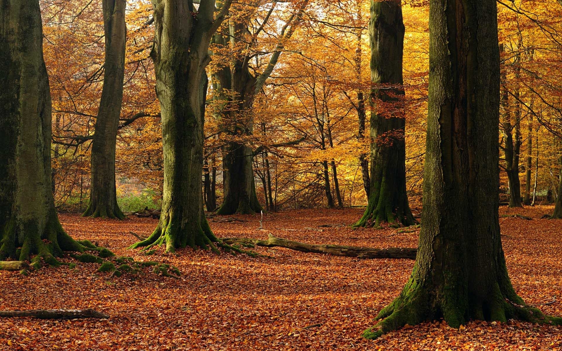 Handy-Wallpaper Landschaft, Herbst, Wald, Baum, Blatt, Szene, Jahreszeit, Erde/natur kostenlos herunterladen.