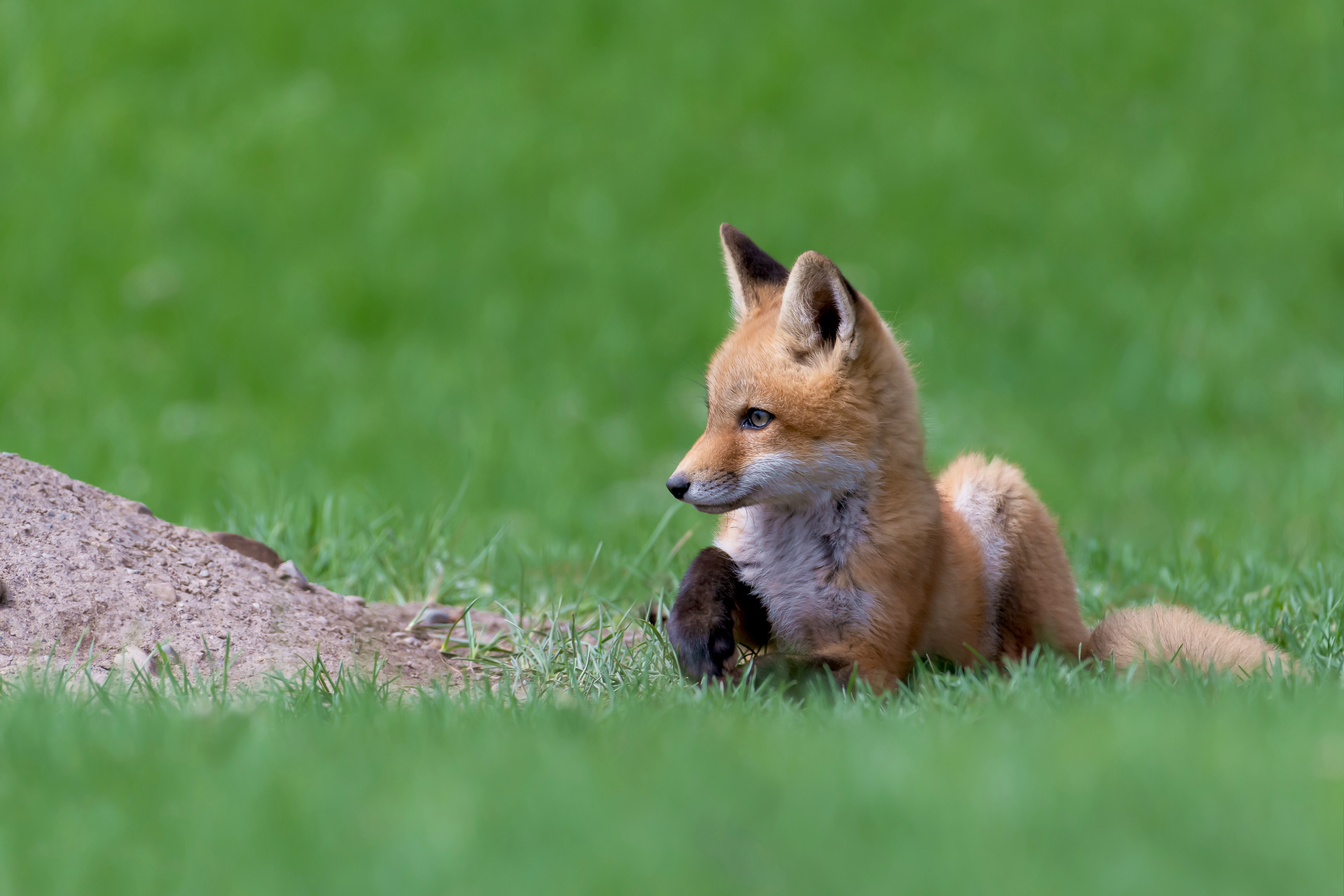 Download mobile wallpaper Grass, Fox, Animal, Baby Animal, Cub for free.