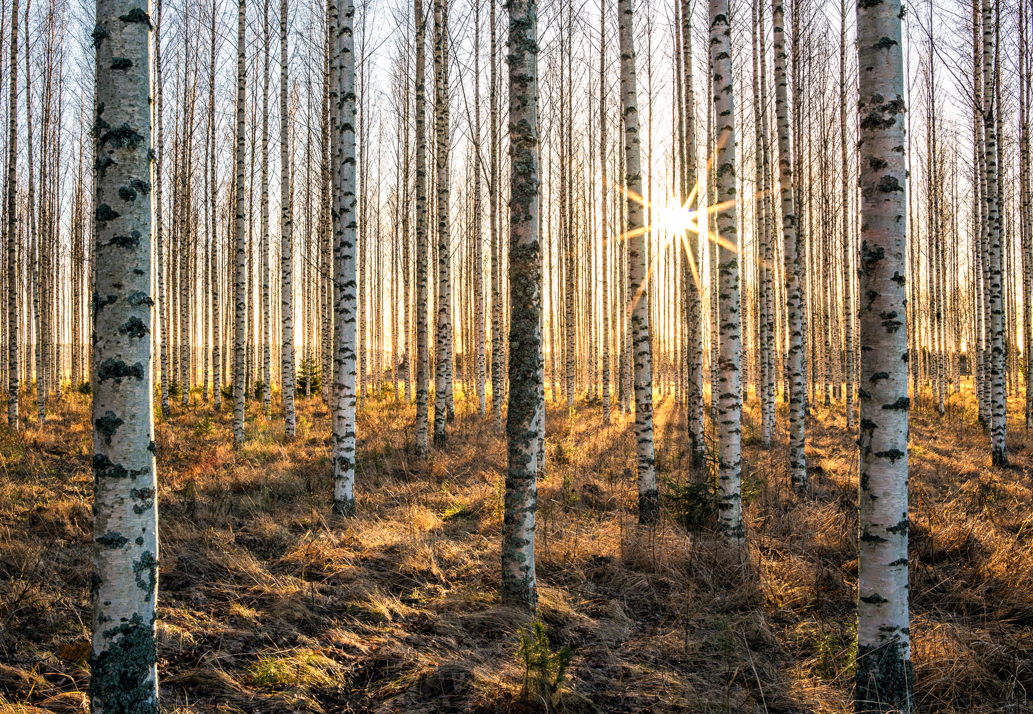 Free download wallpaper Nature, Forest, Tree, Earth, Birch, Sunbeam on your PC desktop