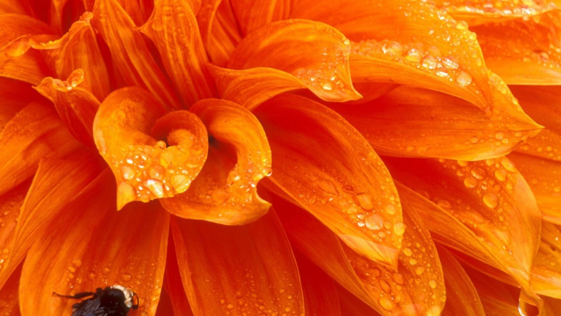 Download mobile wallpaper Flowers, Flower, Macro, Earth, Bee, Petal, Orange Flower for free.