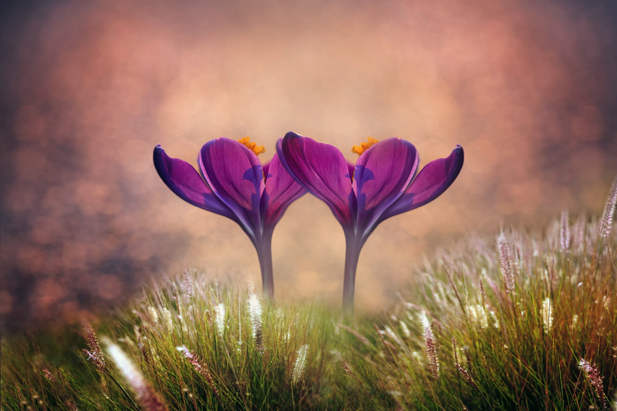 Download mobile wallpaper Flowers, Grass, Flower, Earth, Spring, Crocus, Purple Flower for free.