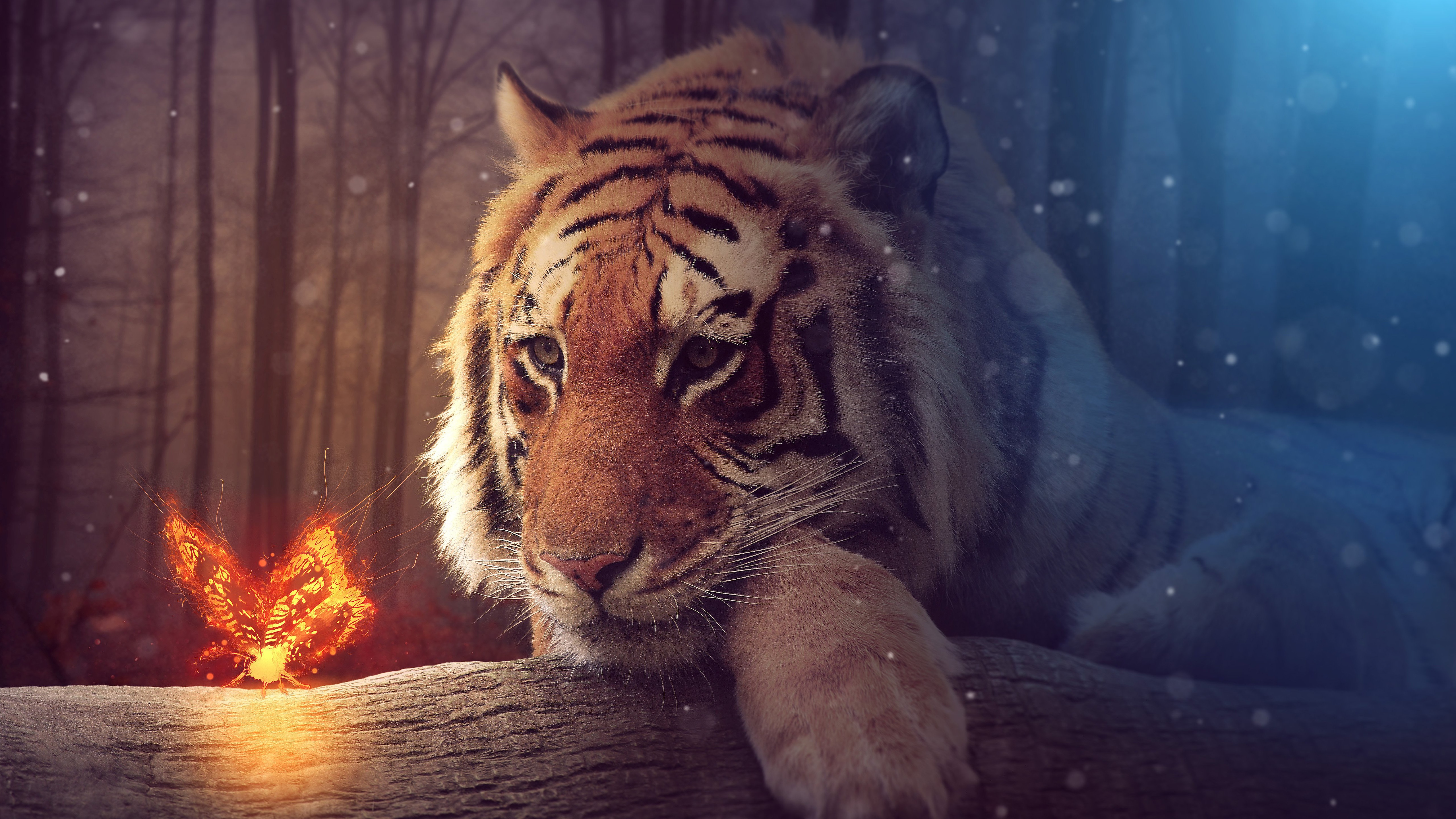 photography, manipulation, firefly, tiger