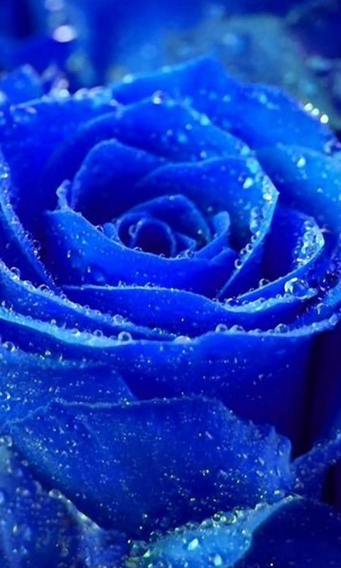 無料モバイル壁紙フラワーズ, 花, 薔薇, 青い, 地球をダウンロードします。