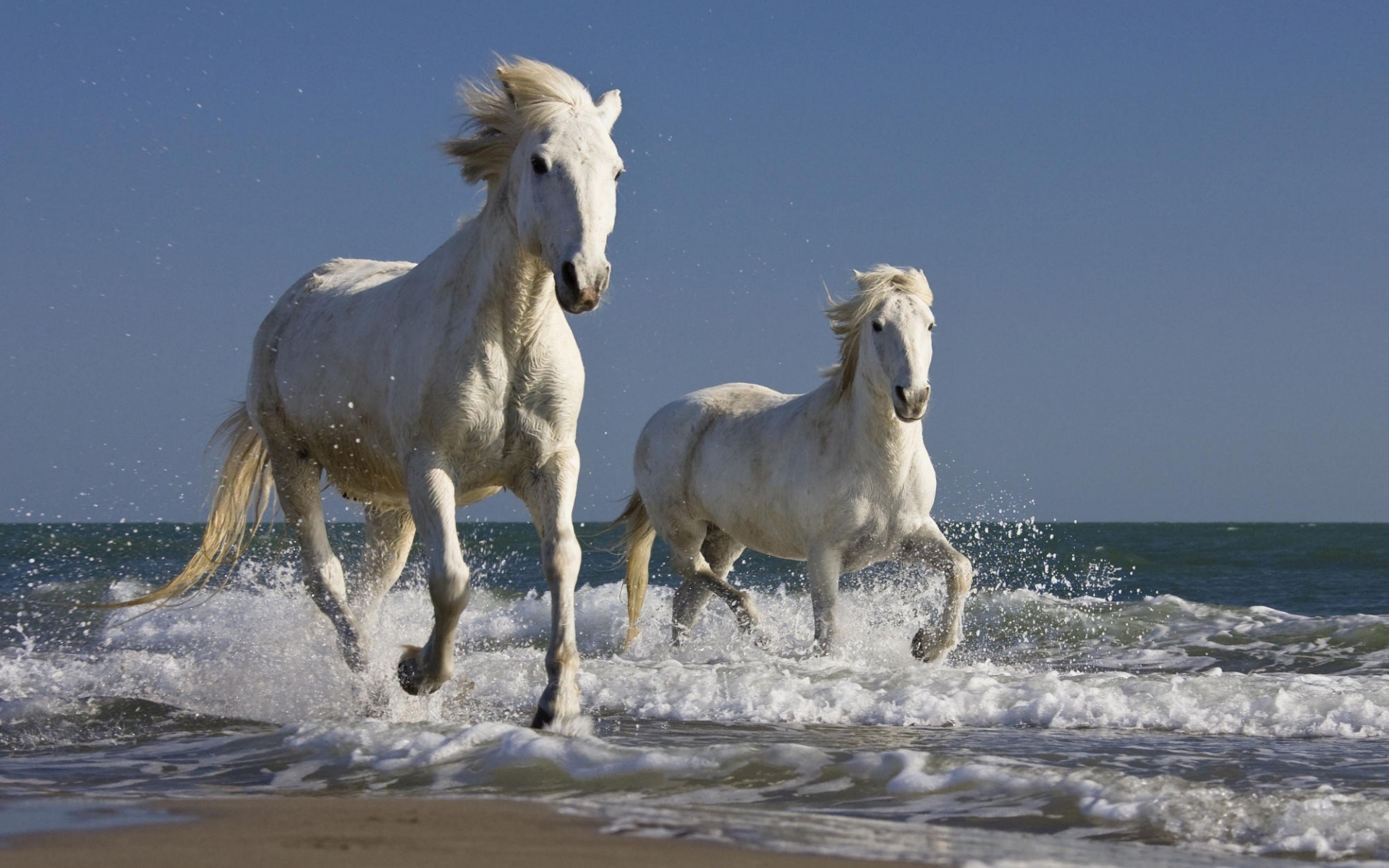 Full HD Wallpaper horses, animals