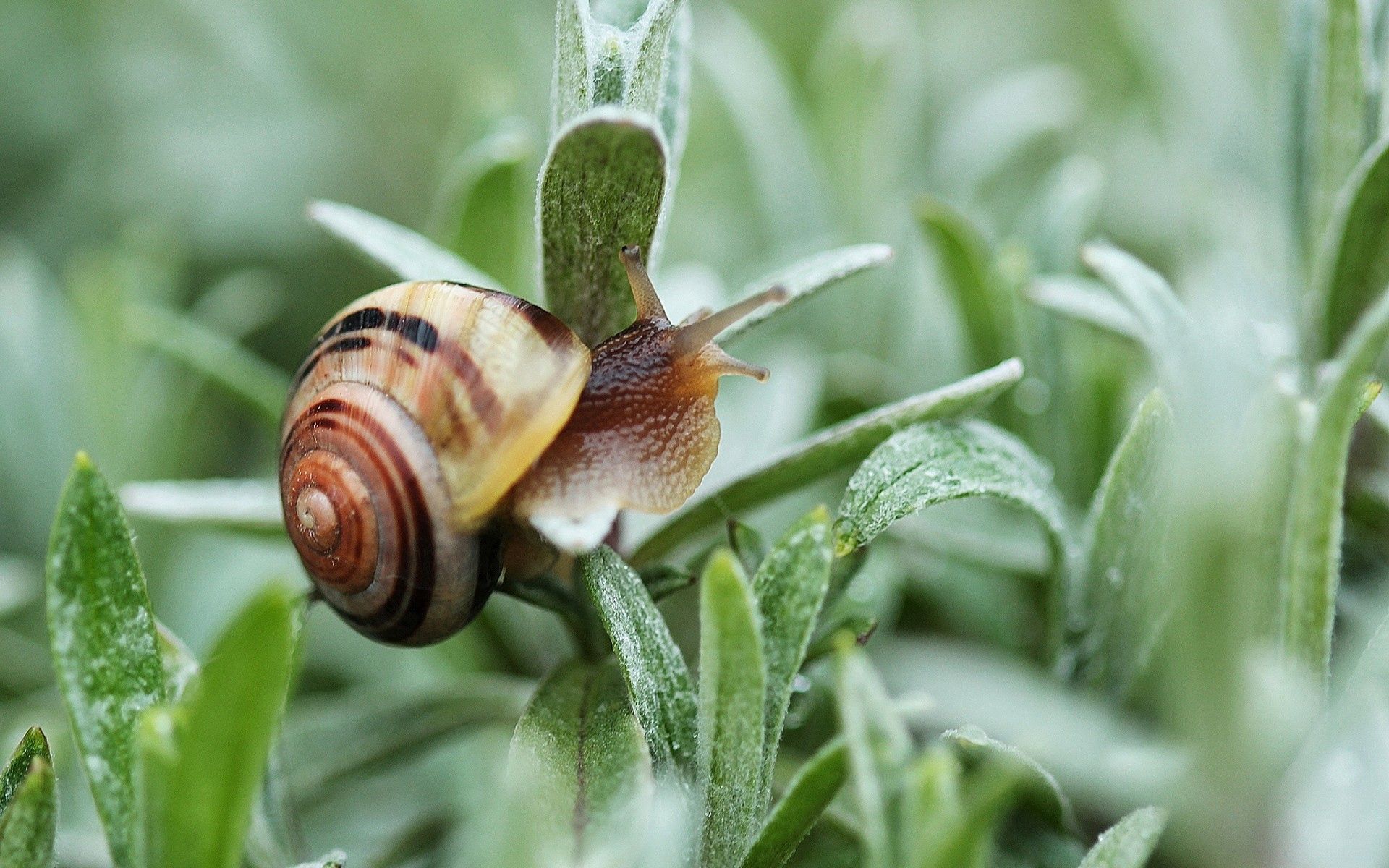 snail, plant, macro, carapace, shell