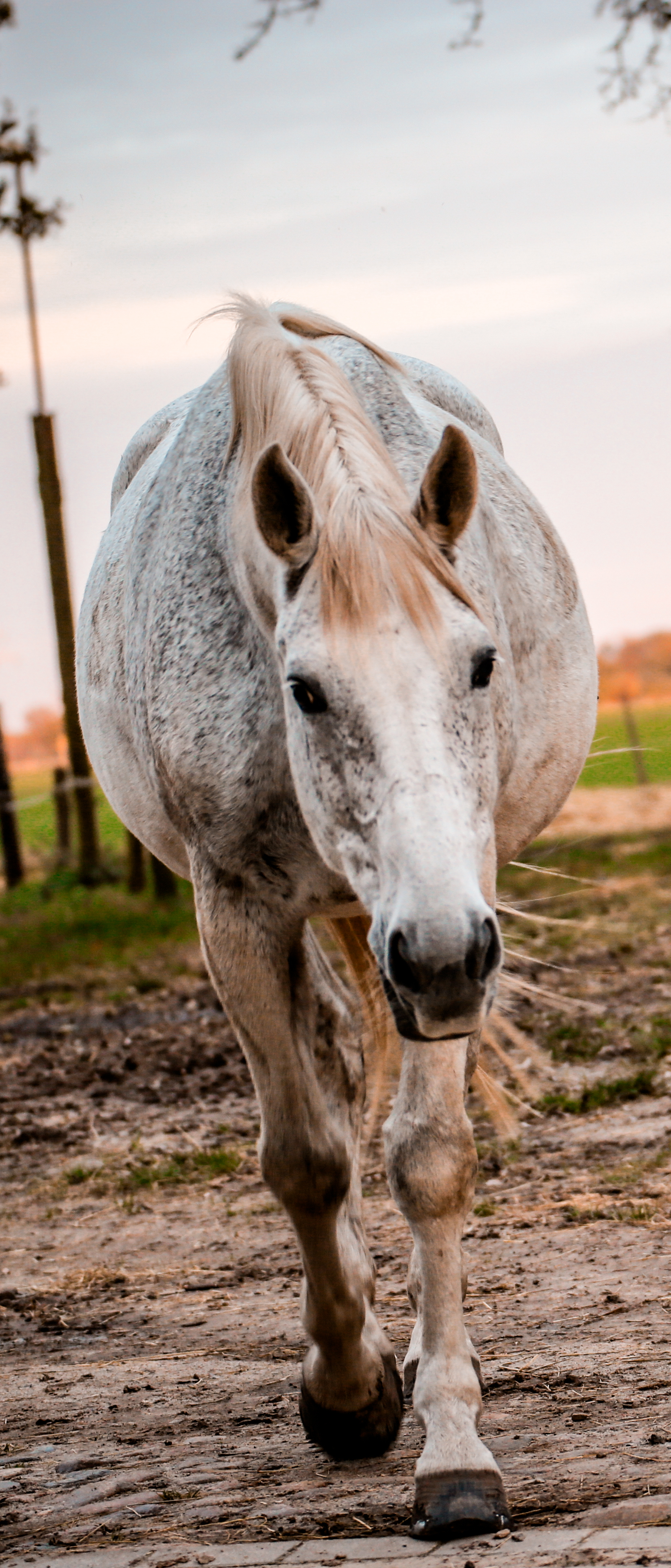 Download mobile wallpaper Animal, Horse for free.