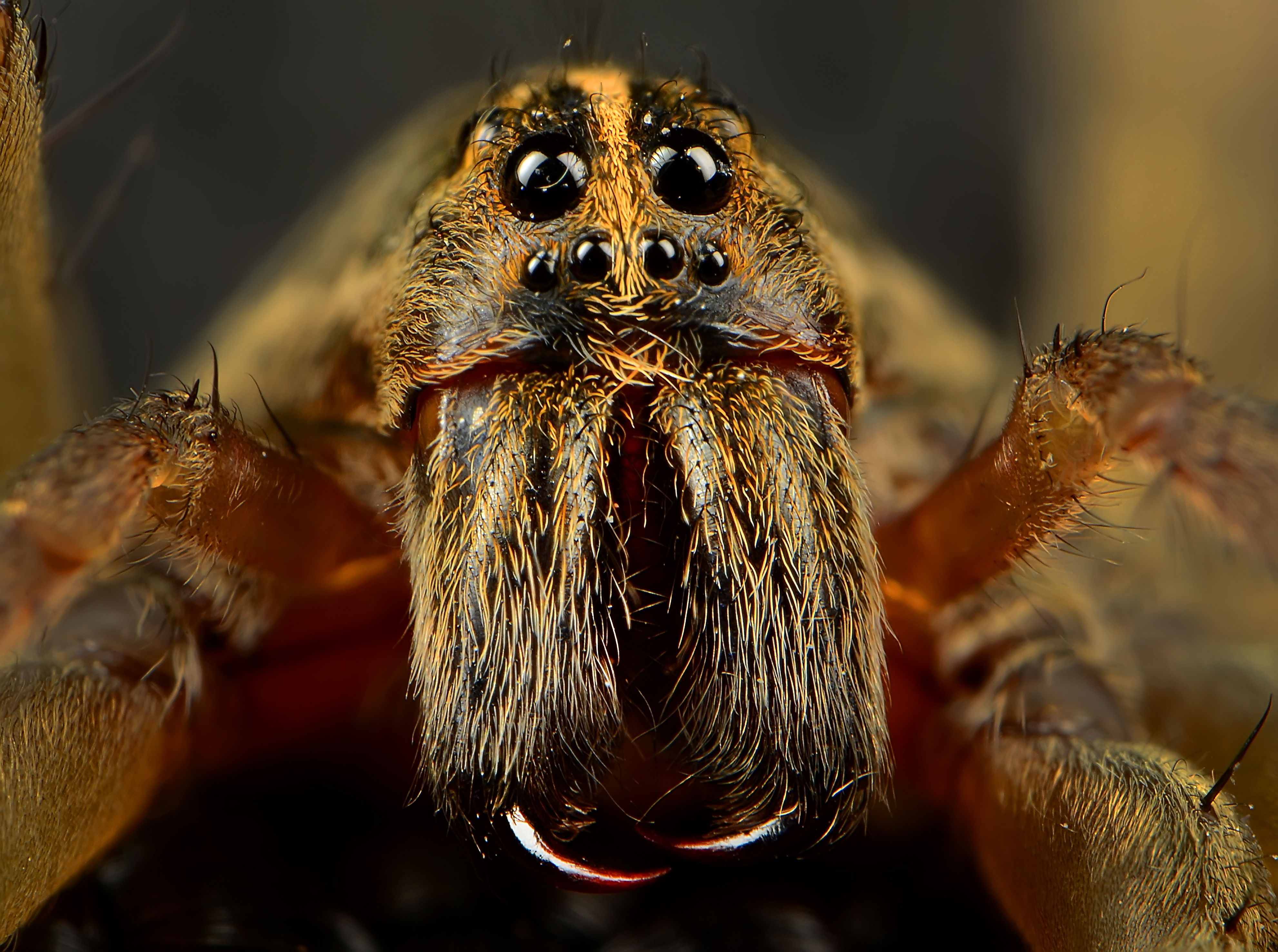 Descarga gratis la imagen Arañas, Araña, Animales en el escritorio de tu PC
