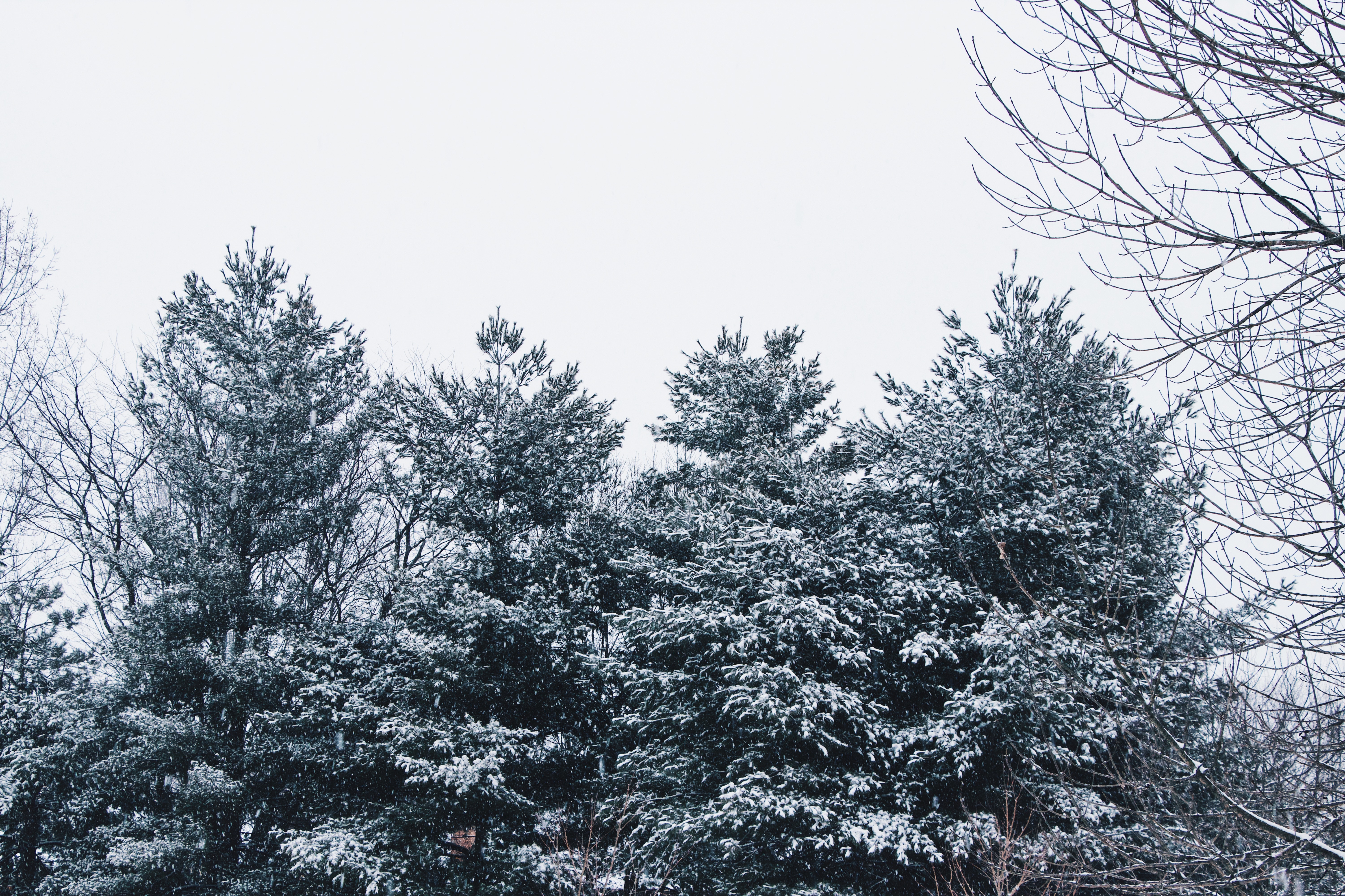 Laden Sie das Geäst, Zweige, Schneebedeckt, Snowbound, Natur, Bäume, Sky, Schnee, Wald-Bild kostenlos auf Ihren PC-Desktop herunter