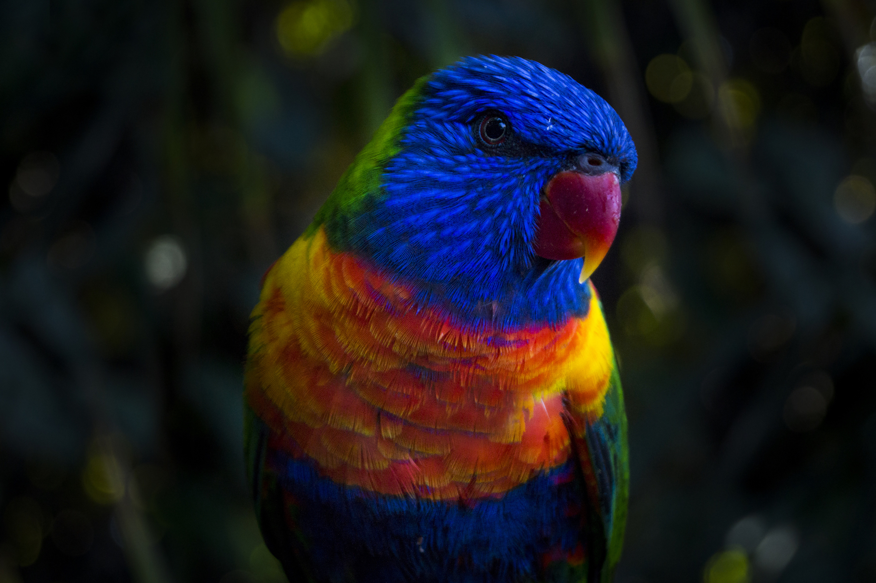 Free download wallpaper Birds, Bird, Colors, Animal, Parrot, Rainbow Lorikeet on your PC desktop