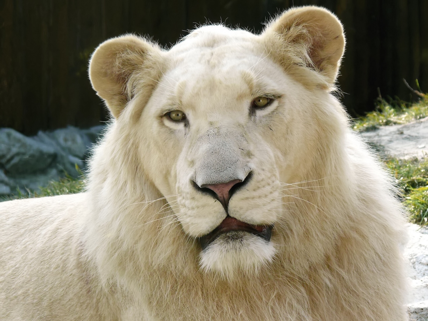 animals, lions, yellow 4K, Ultra HD