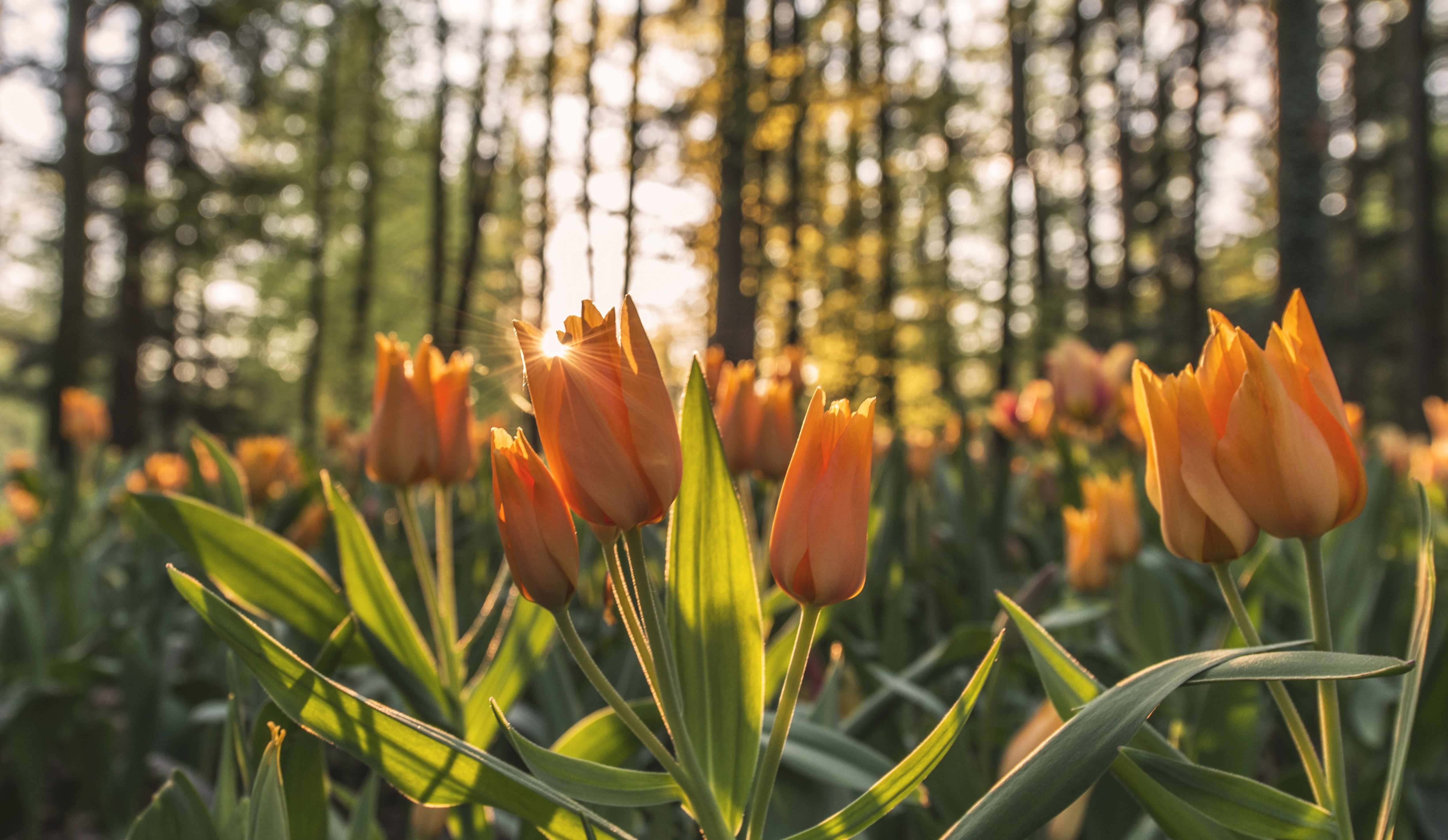Laden Sie das Natur, Blumen, Sommer, Blume, Bokeh, Tulpe, Gelbe Blume, Erde/natur, Tiefenschärfe-Bild kostenlos auf Ihren PC-Desktop herunter