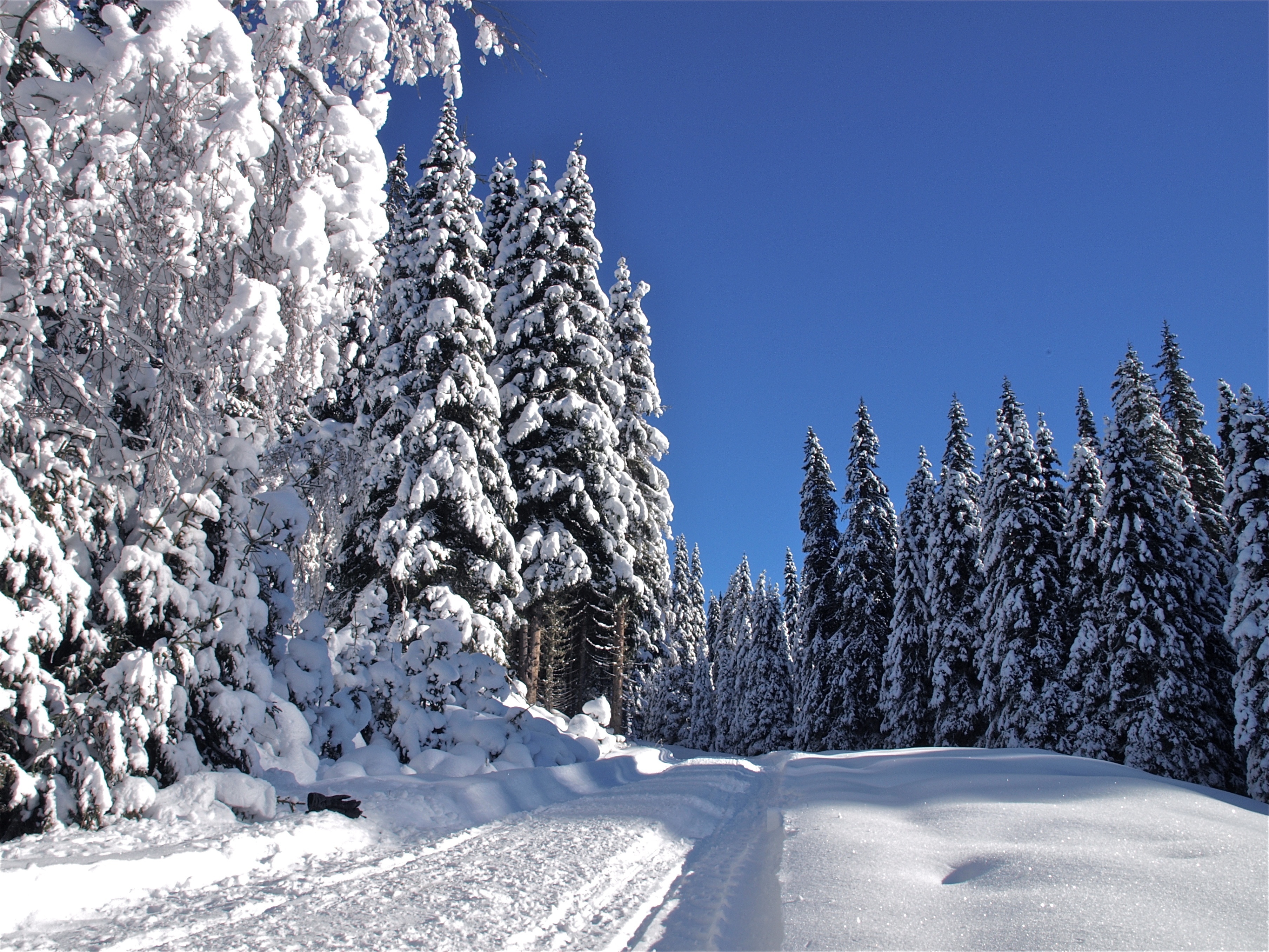 Descarga gratuita de fondo de pantalla para móvil de Invierno, Nieve, Camino, Bosque, Árbol, Tierra/naturaleza.