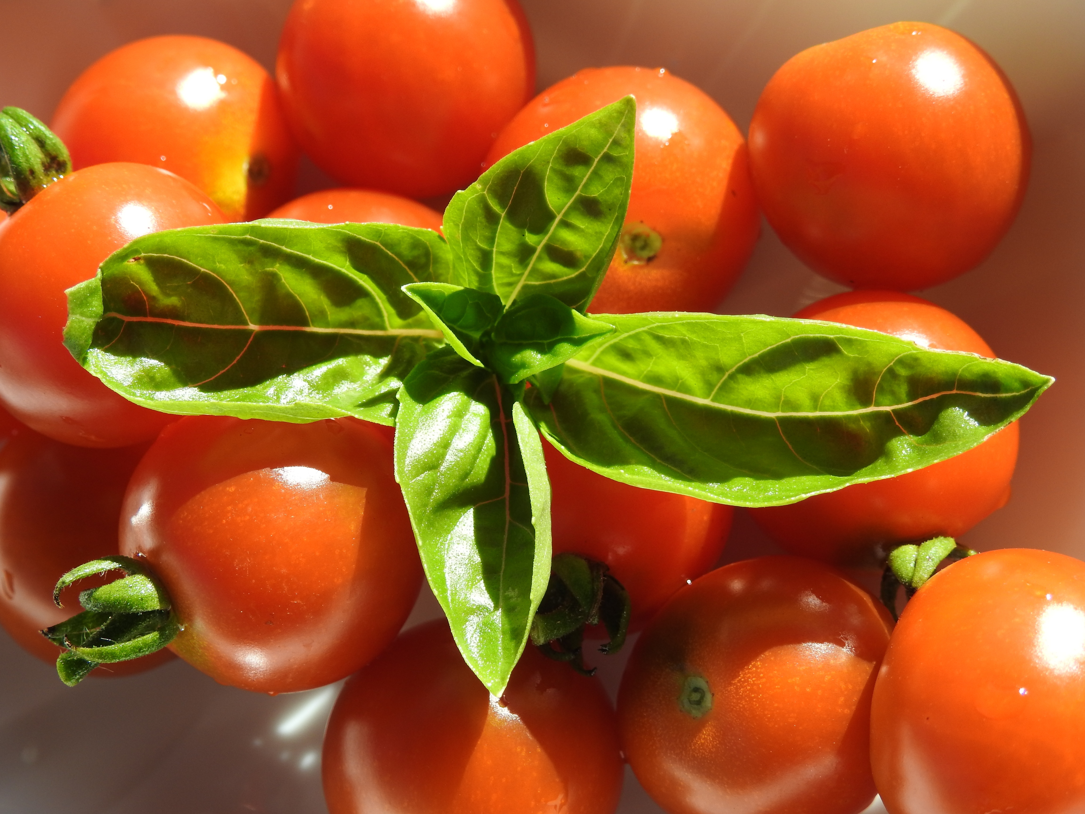 Free download wallpaper Fruits, Food, Fruit, Tomato on your PC desktop