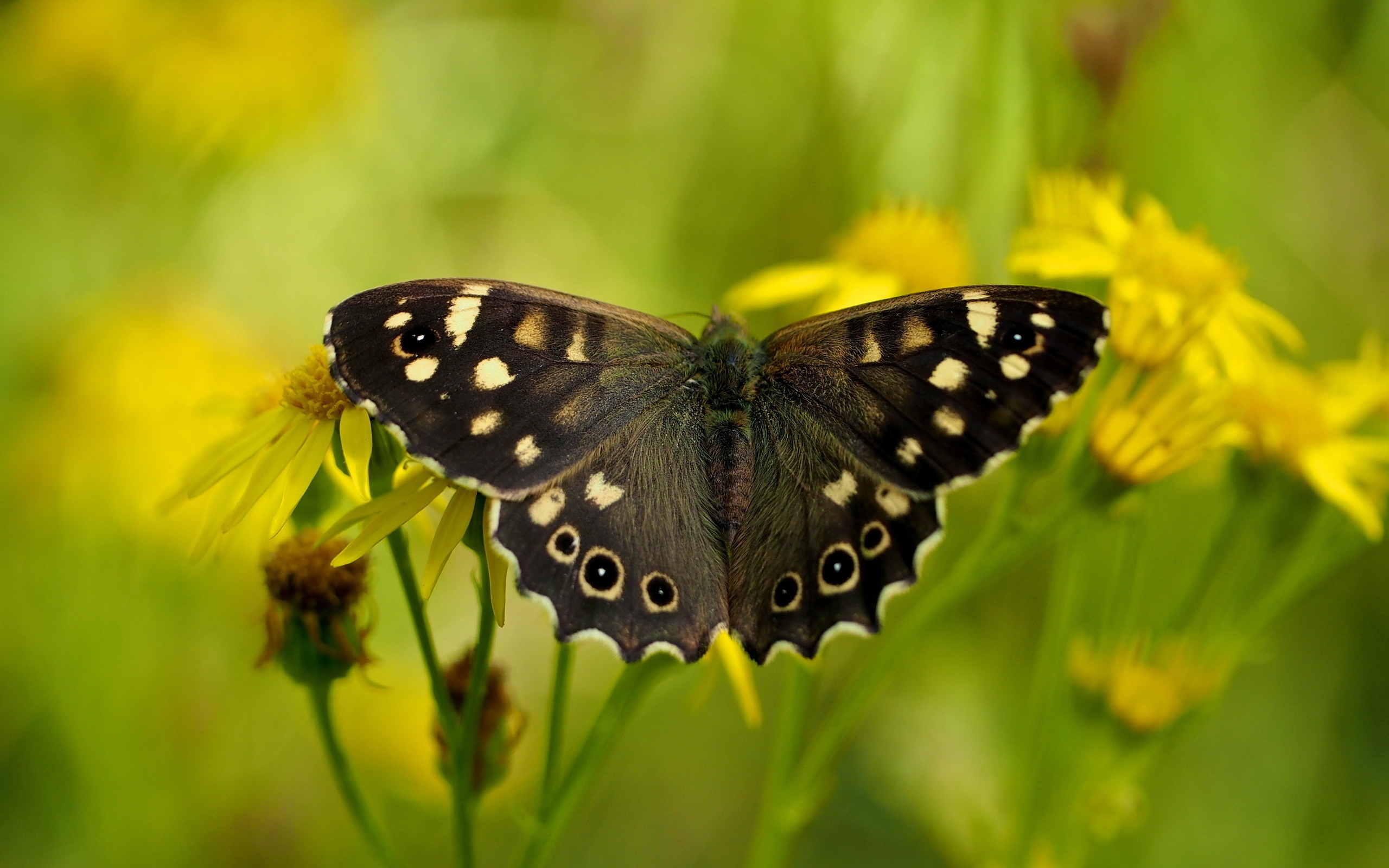 Download mobile wallpaper Butterfly, Animal for free.