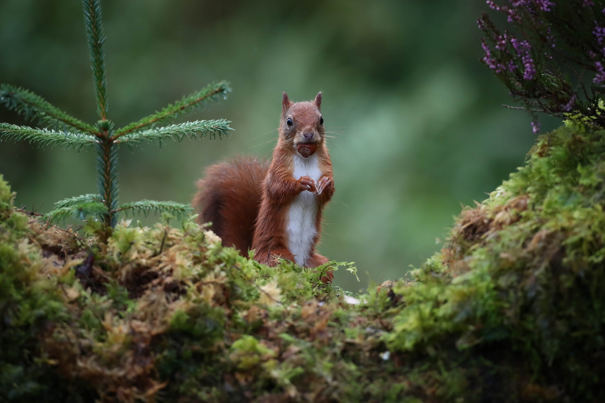 Laden Sie das Tiere, Eichhörnchen, Nagetier, Starren-Bild kostenlos auf Ihren PC-Desktop herunter