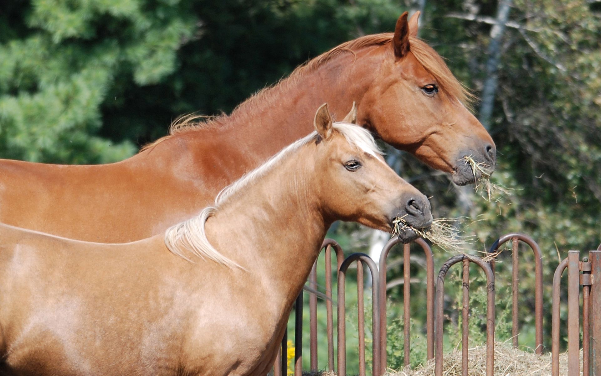 105390 Bild herunterladen pferde, tiere, lebensmittel, paar, corral - Hintergrundbilder und Bildschirmschoner kostenlos