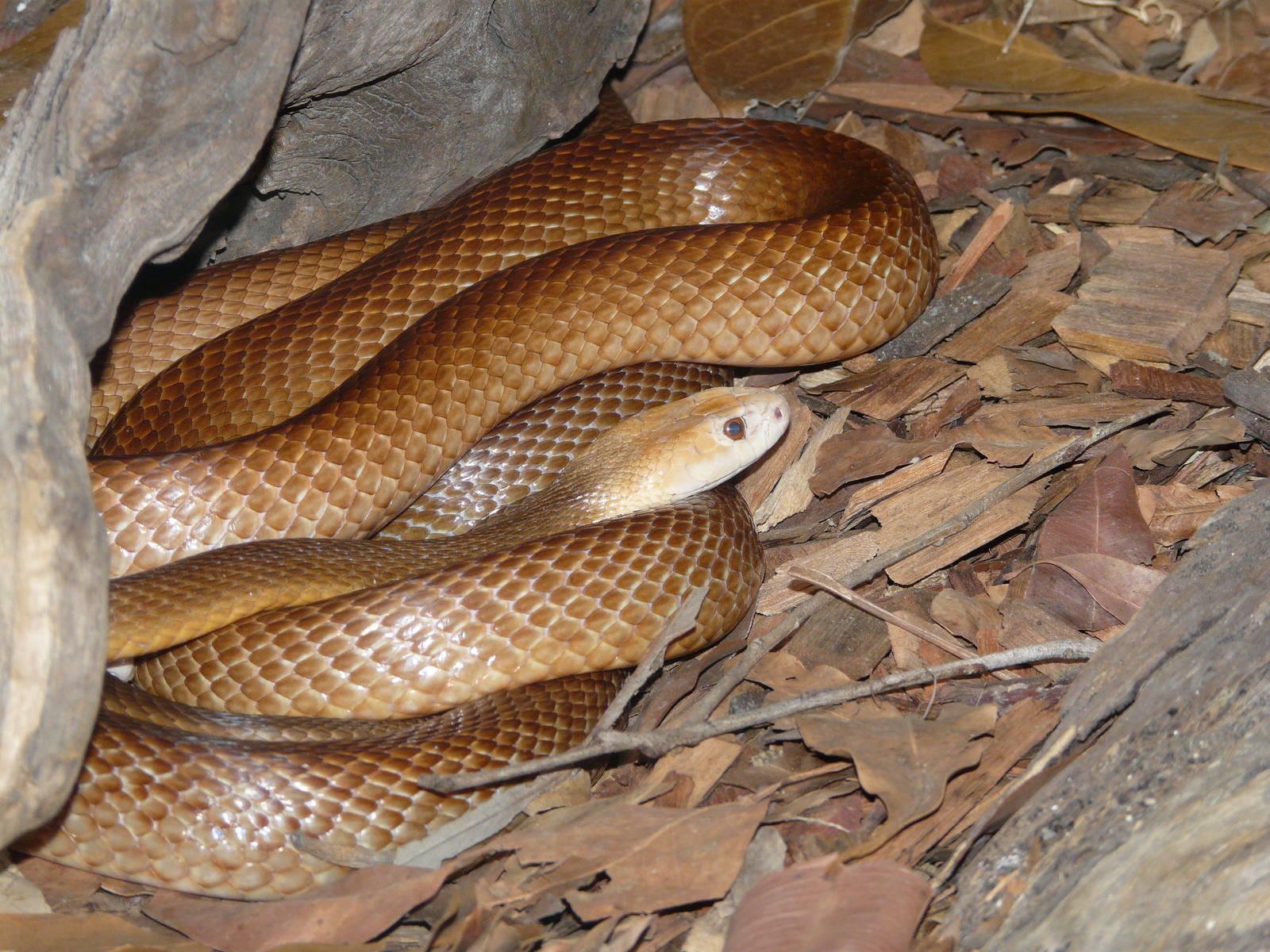 Die besten Taipan-Hintergründe für den Telefonbildschirm