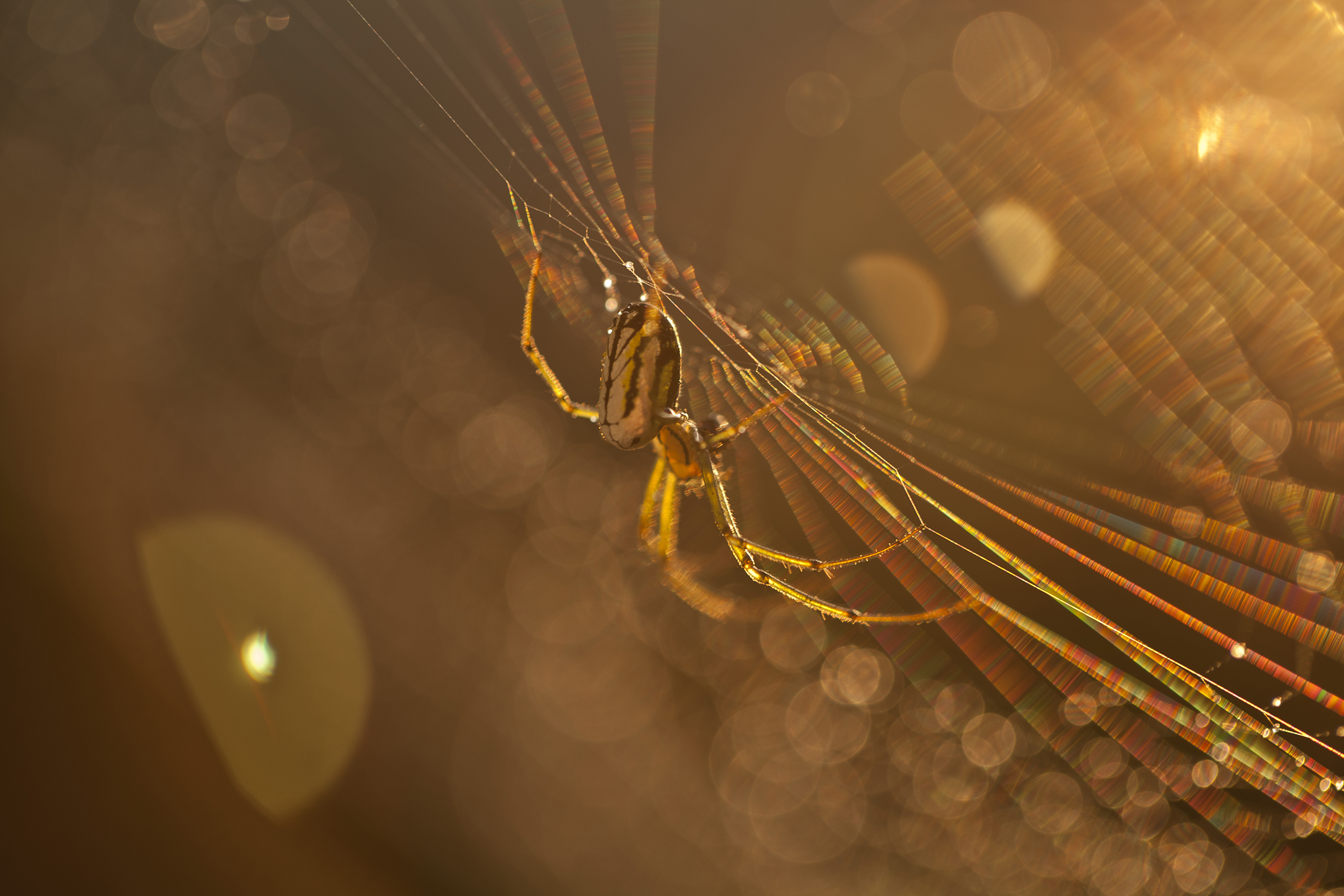 Download mobile wallpaper Spiders, Macro, Animal, Bokeh, Spider, Sunbeam, Spider Web for free.