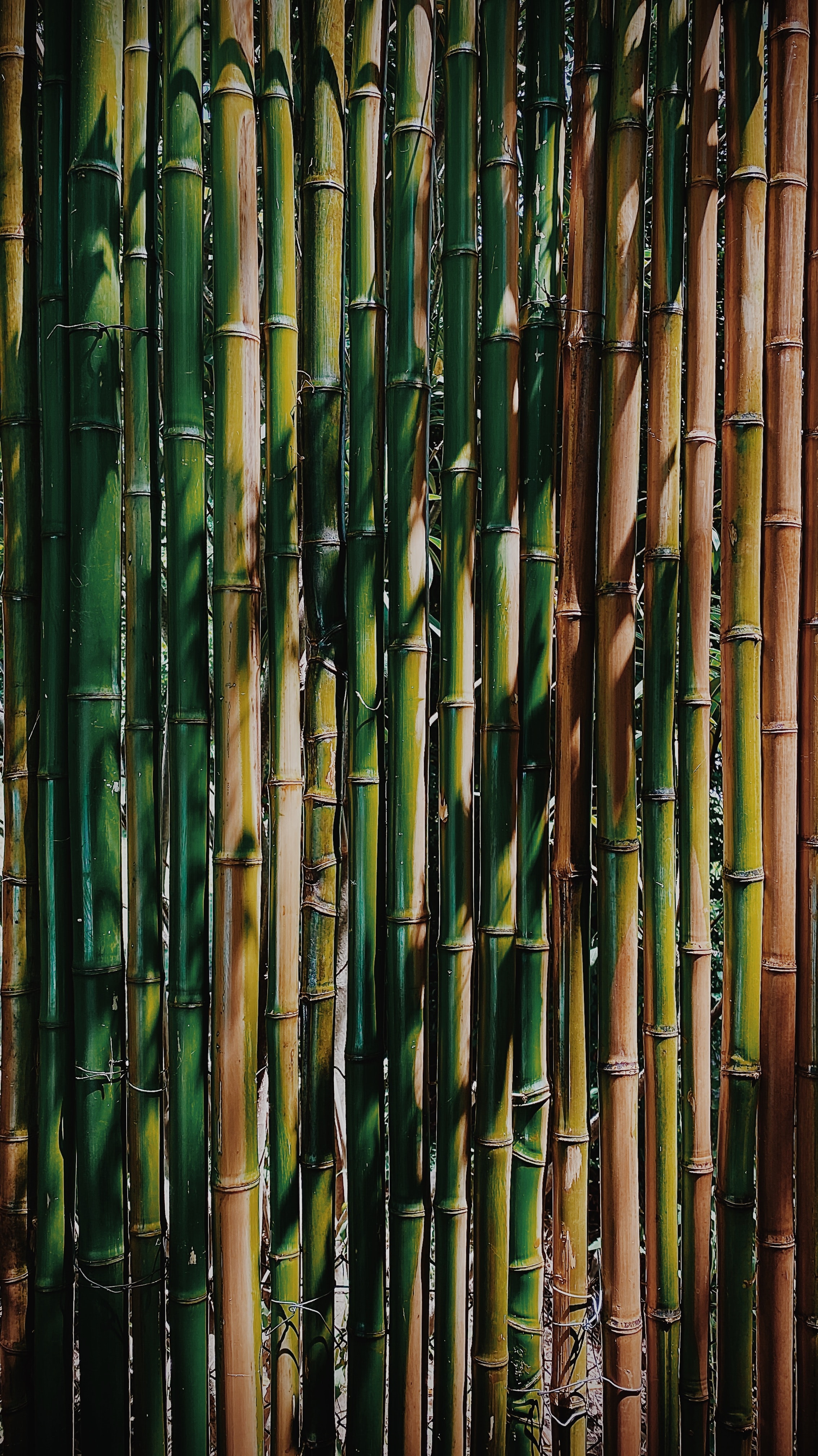 53924 скачать обои бамбук, текстуры, растение, текстура, зеленый, стебли - заставки и картинки бесплатно