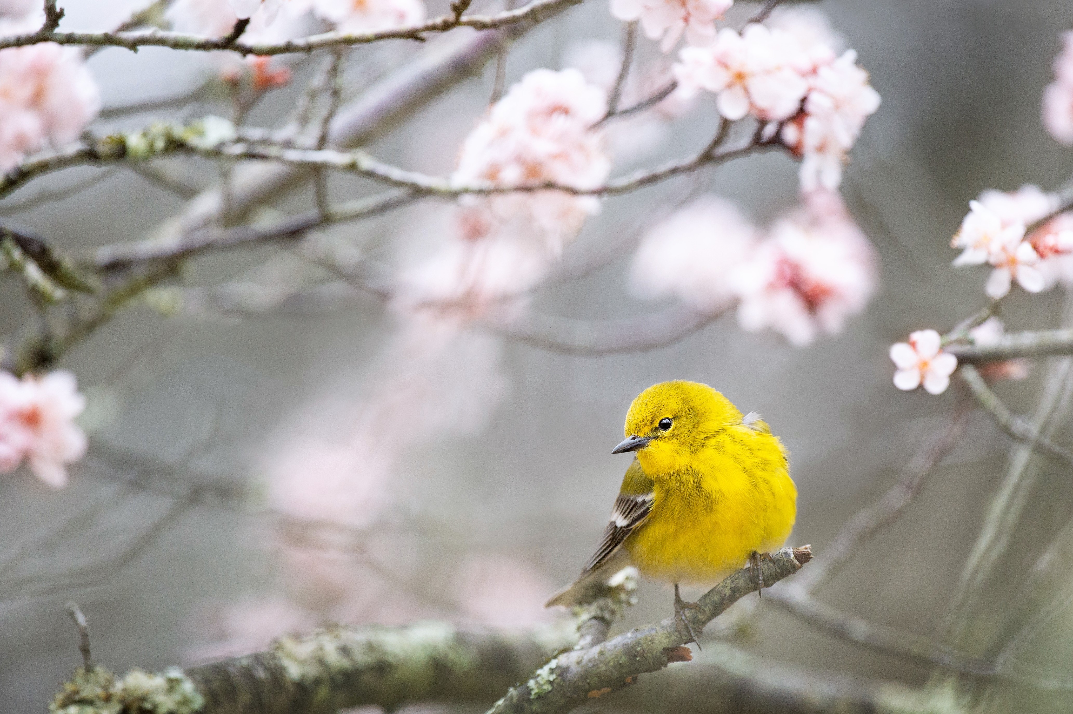 Download mobile wallpaper Bird, Animal, Pine Warbler for free.