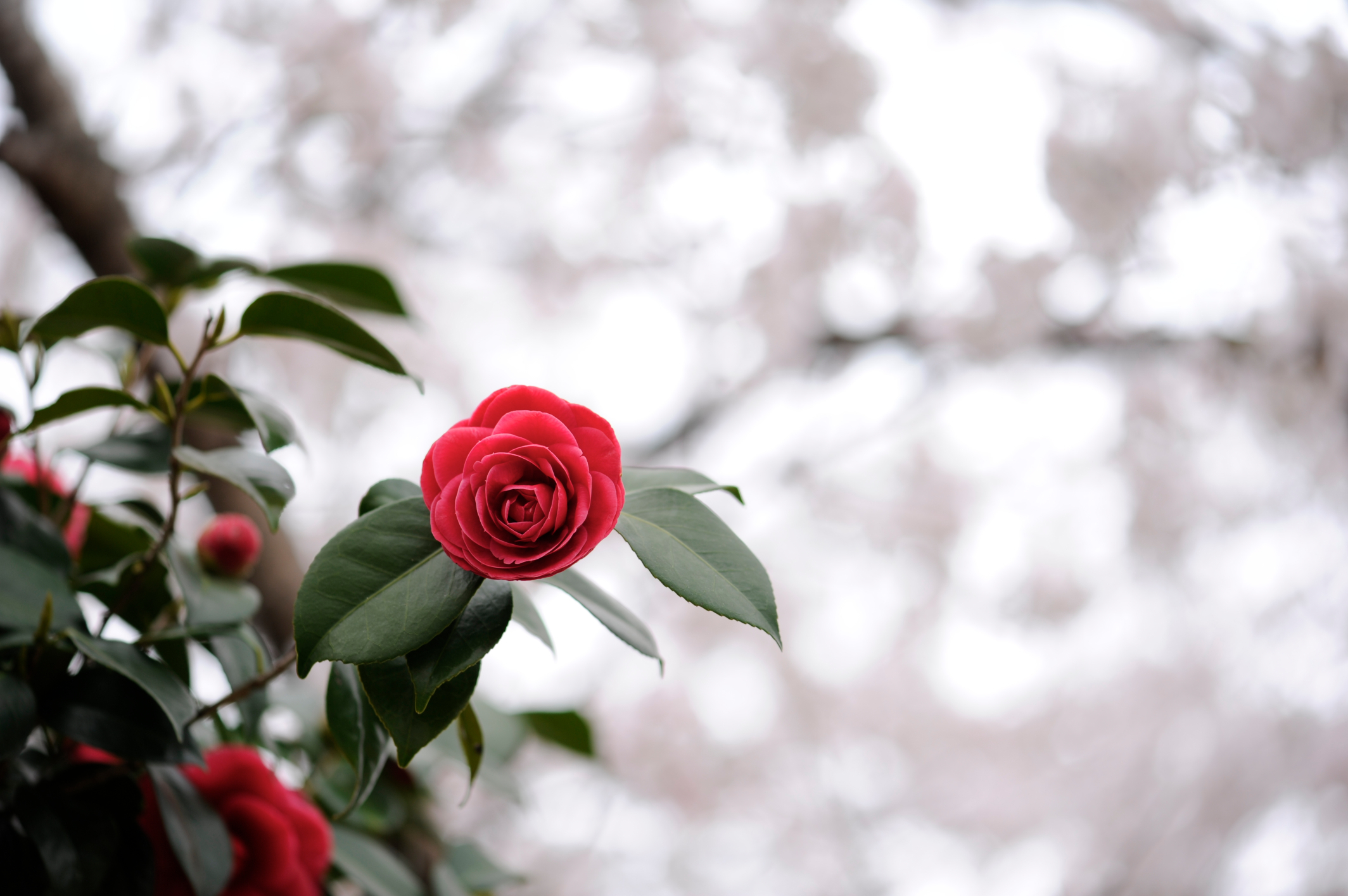 Descarga gratuita de fondo de pantalla para móvil de Flores, Flor, Tierra/naturaleza.