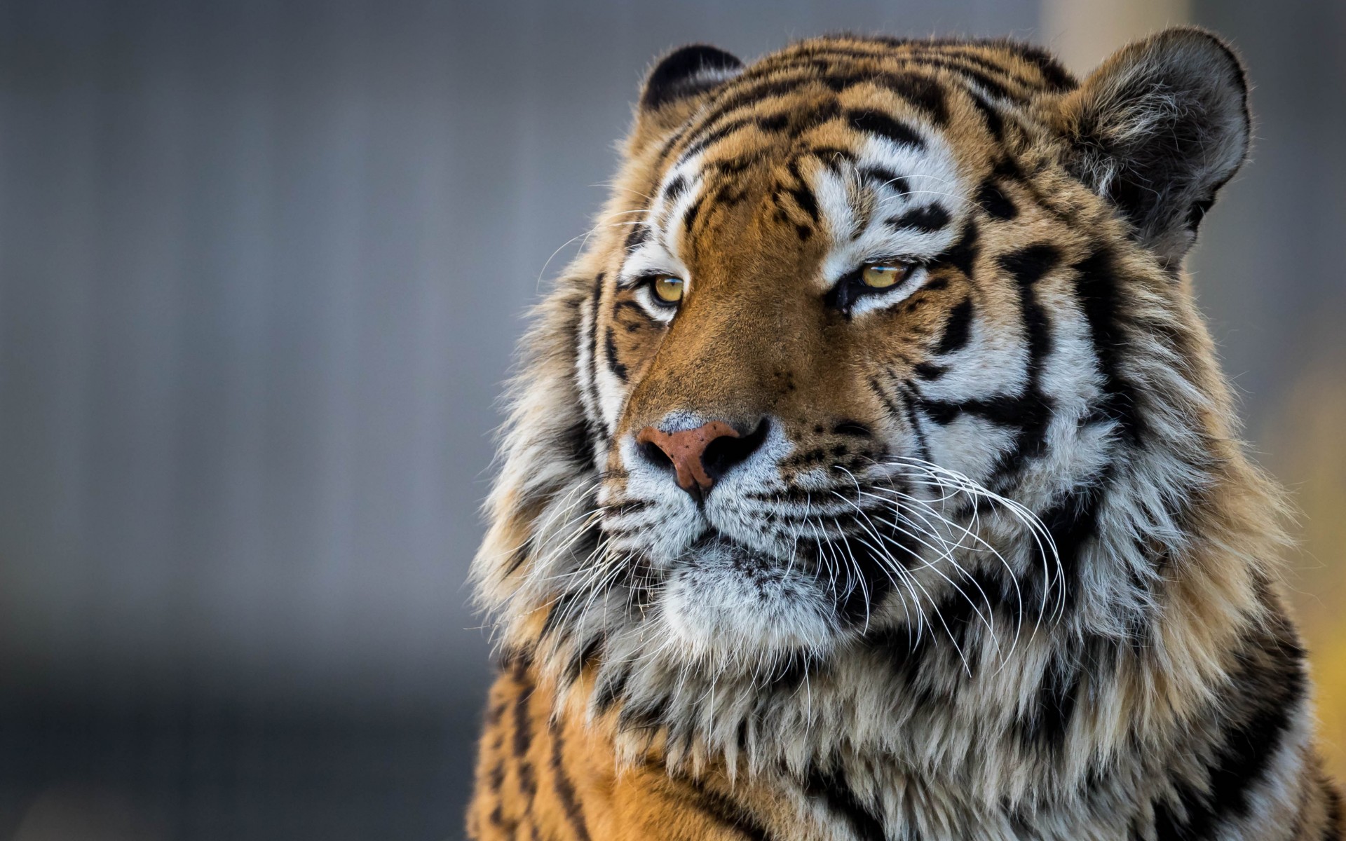 Baixe gratuitamente a imagem Animais, Gatos, Tigre na área de trabalho do seu PC