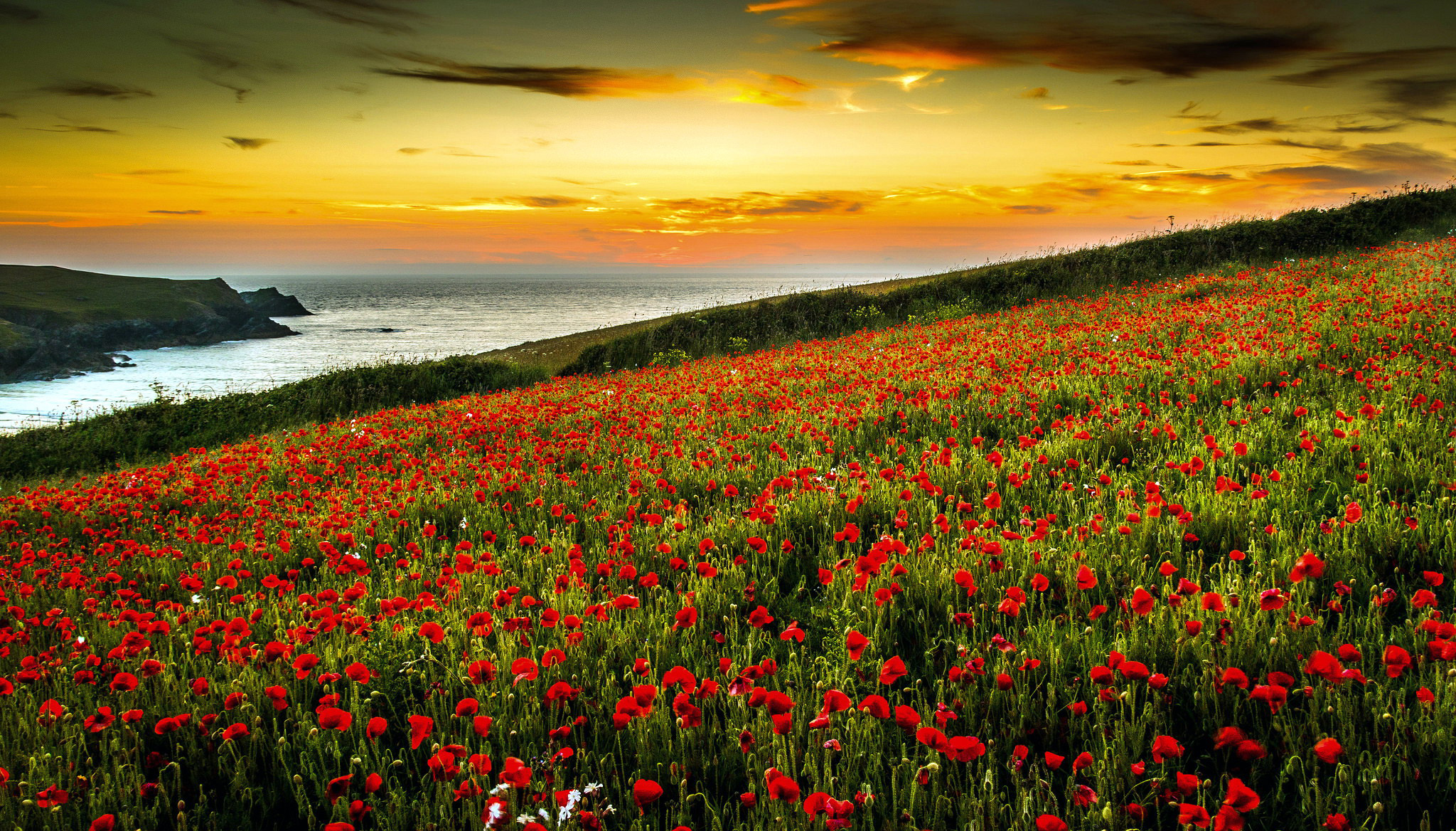 Free download wallpaper Flowers, Earth, Poppy on your PC desktop