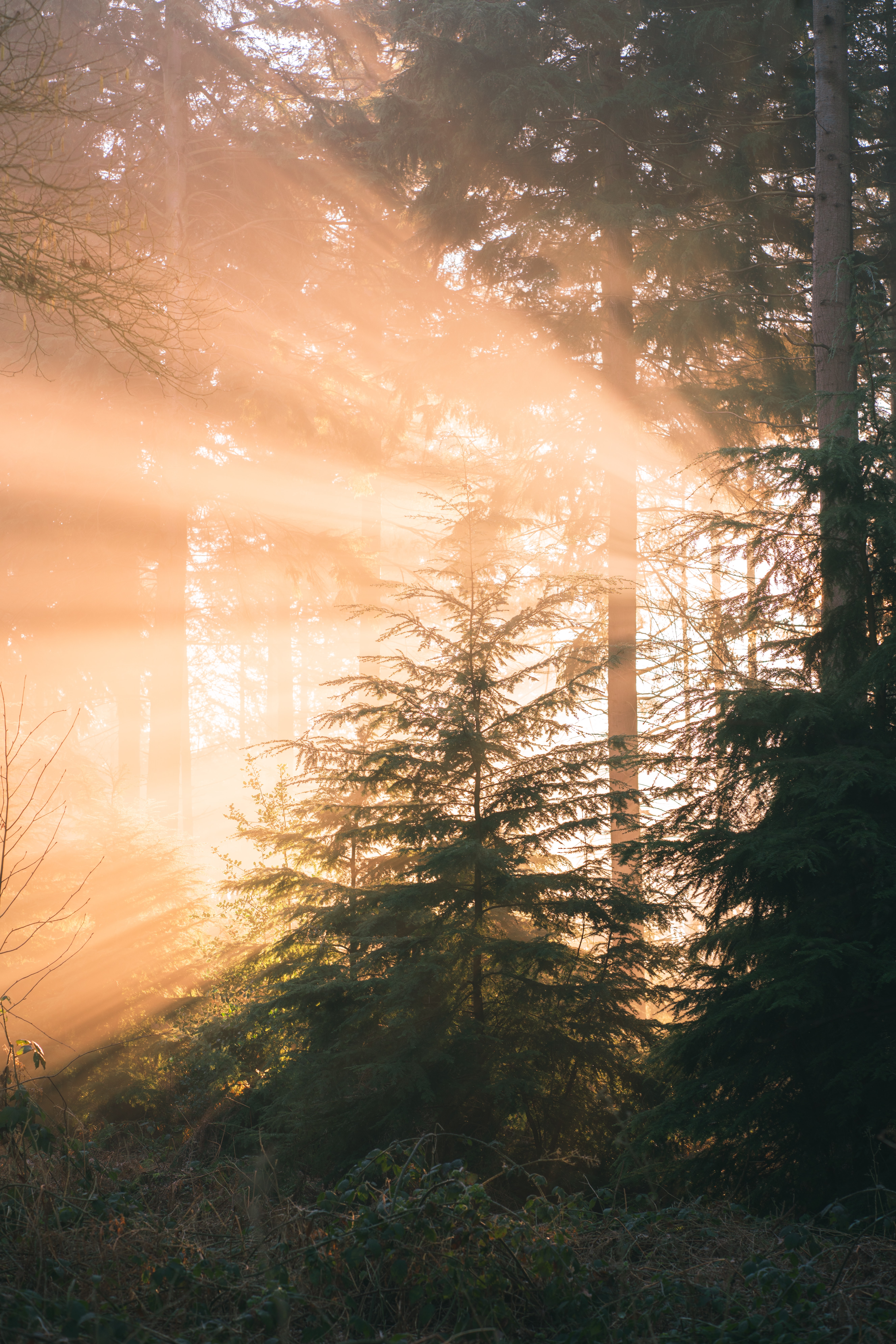 Download mobile wallpaper Rays, Beams, Forest, Sun, Pine, Shine, Light, Nature for free.