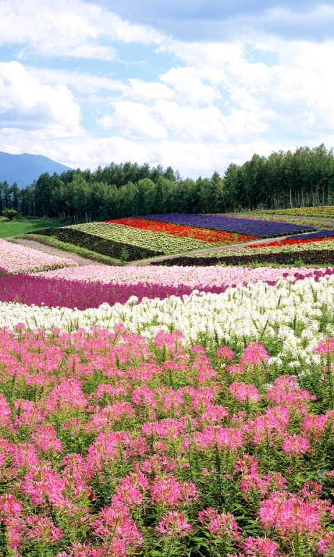 Download mobile wallpaper Landscape, Flower, Earth, Colors, Japan, Spring for free.