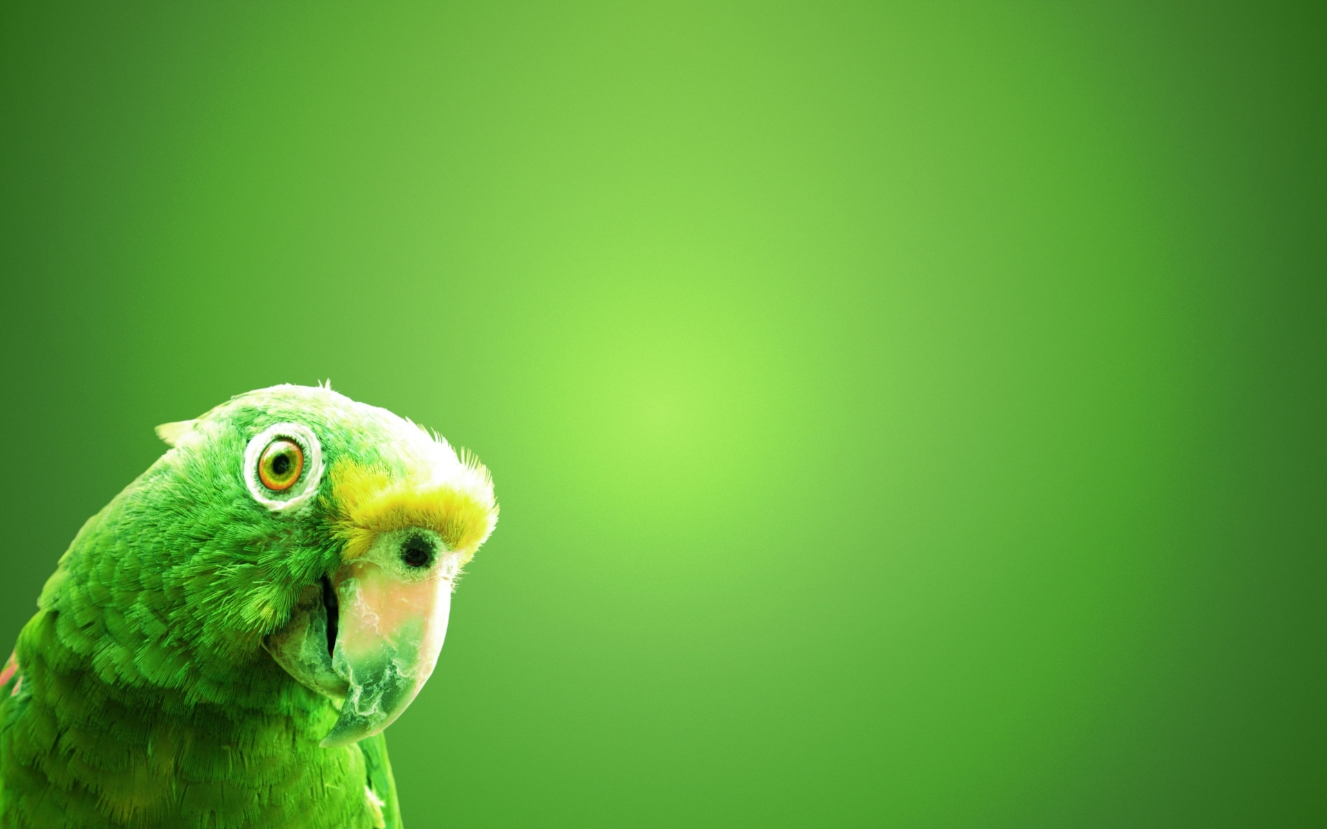 Descarga gratuita de fondo de pantalla para móvil de Animales, Birds.