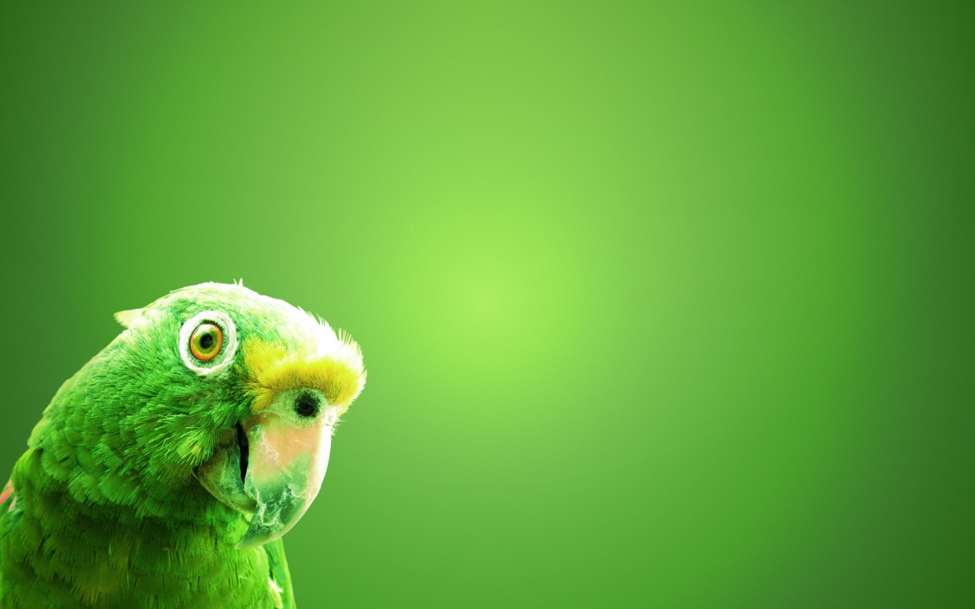 Free download wallpaper Animals, Birds on your PC desktop