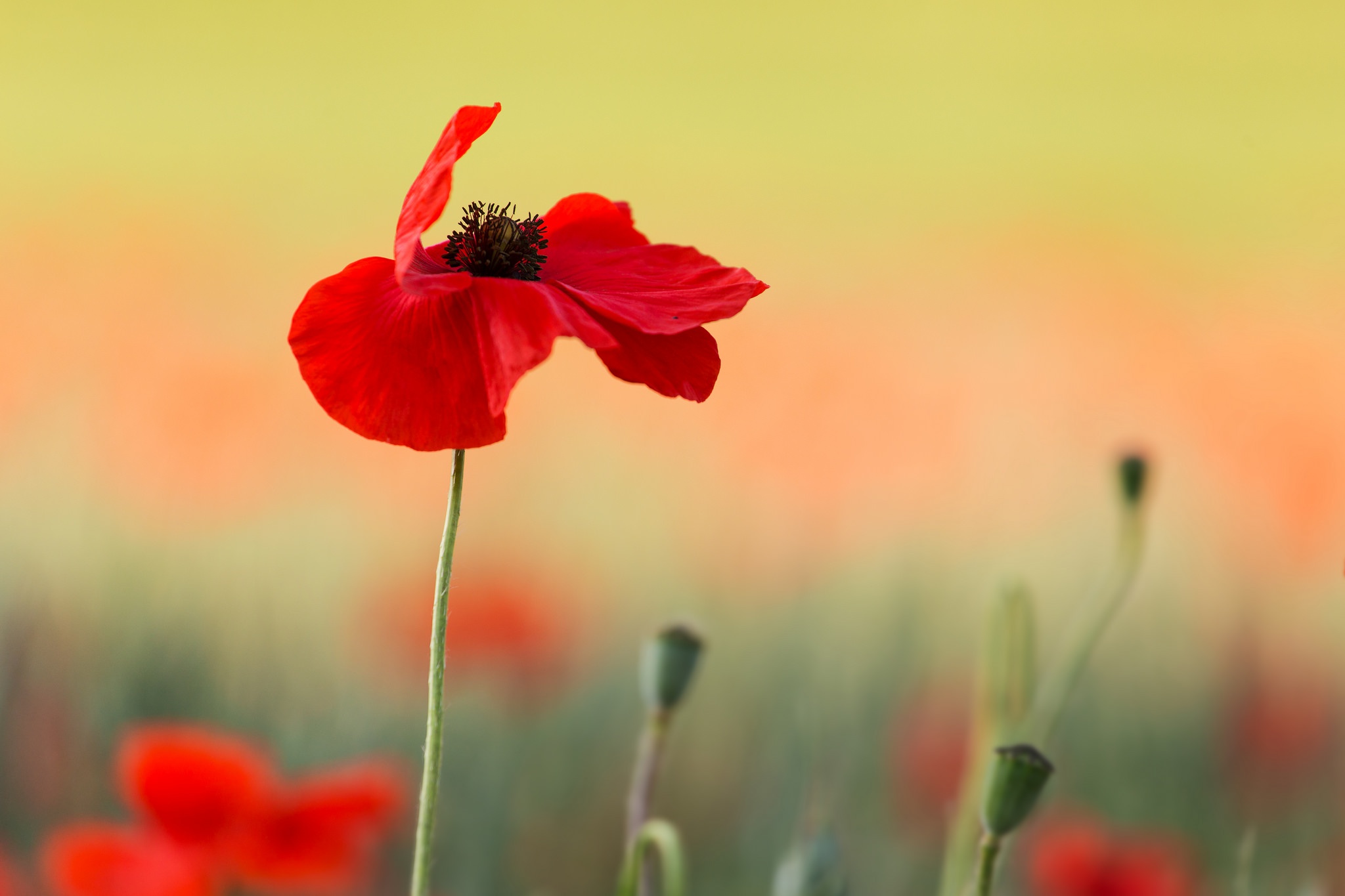 Handy-Wallpaper Natur, Blumen, Mohn, Sommer, Blume, Rote Blume, Erde/natur kostenlos herunterladen.