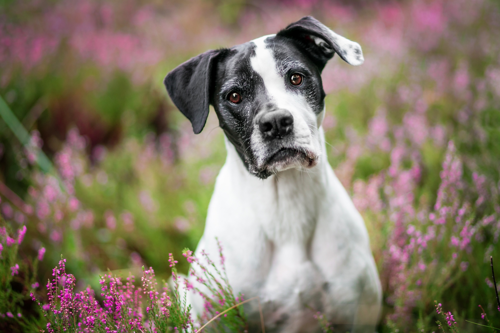 Baixar papel de parede para celular de Animais, Cães, Cão, Olhar Fixamente gratuito.