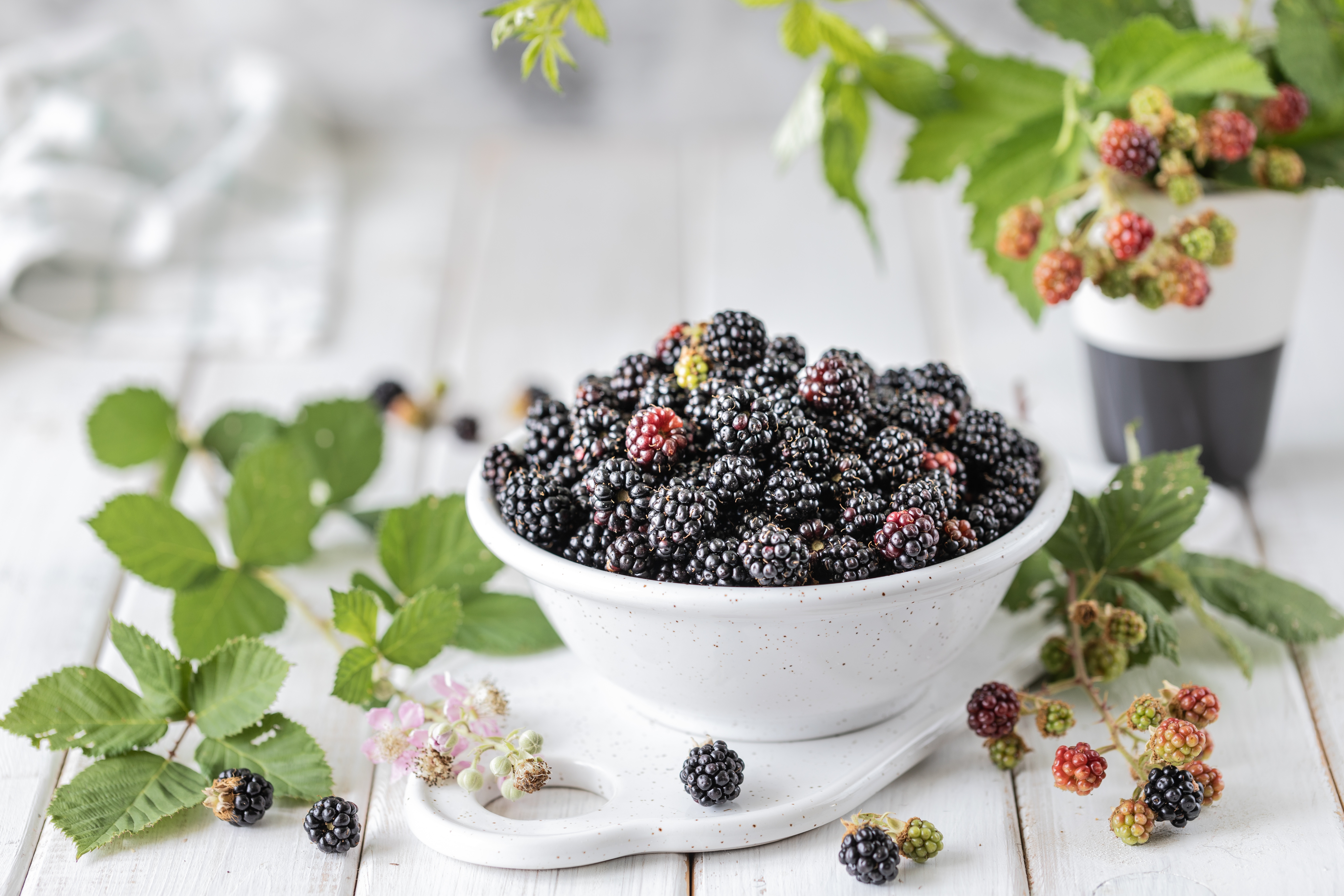 Free download wallpaper Food, Still Life, Blackberry, Berry, Fruit on your PC desktop