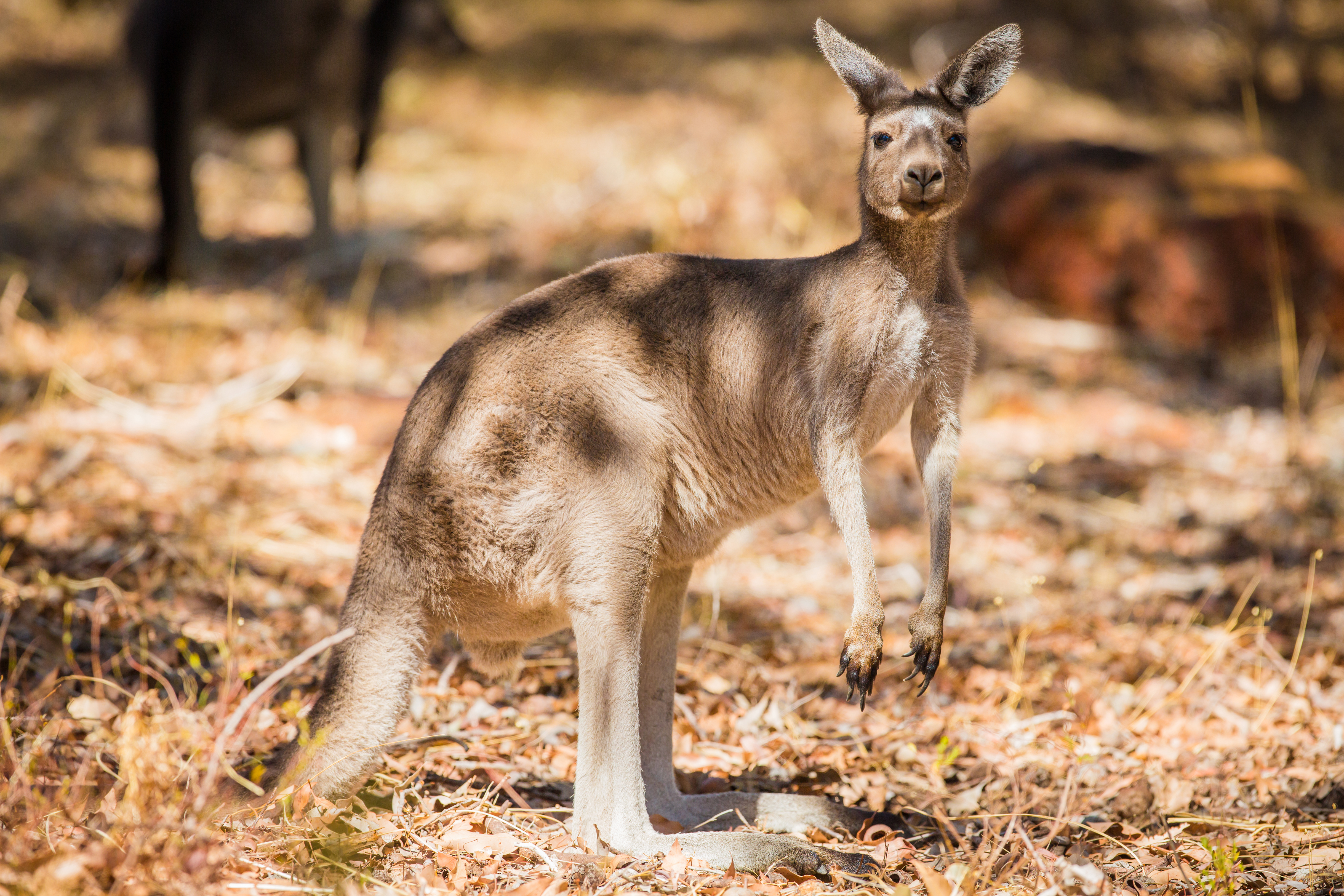animal, kangaroo, australia, marsupial