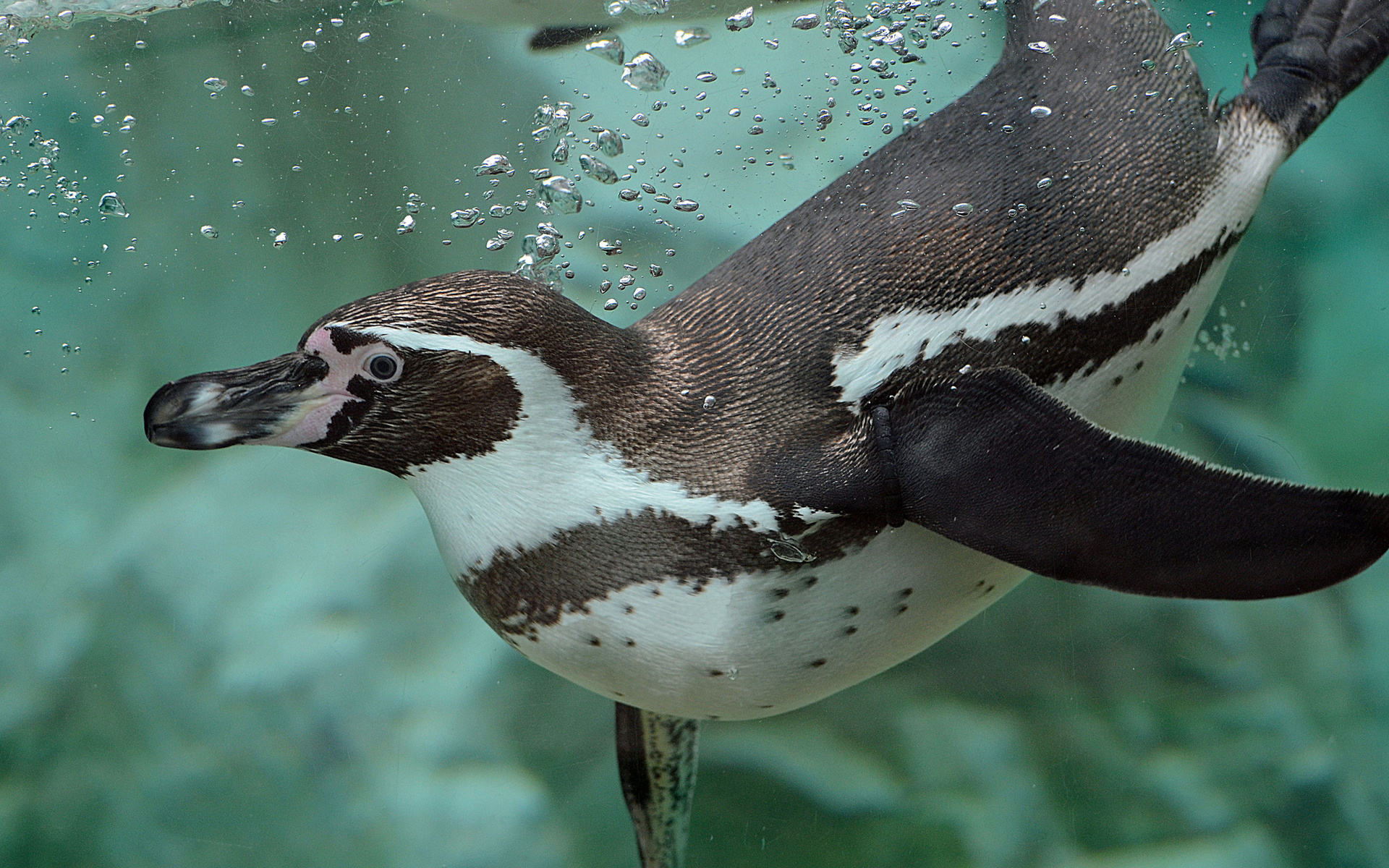 Handy-Wallpaper Pinguin, Vögel, Tiere kostenlos herunterladen.